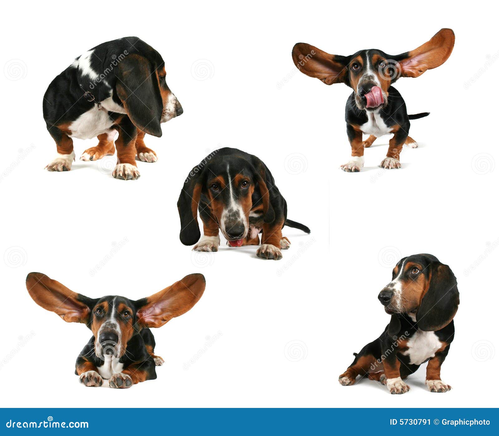 Basset Hound Group Stock Image Image Of Nose Small Tiny 5730791