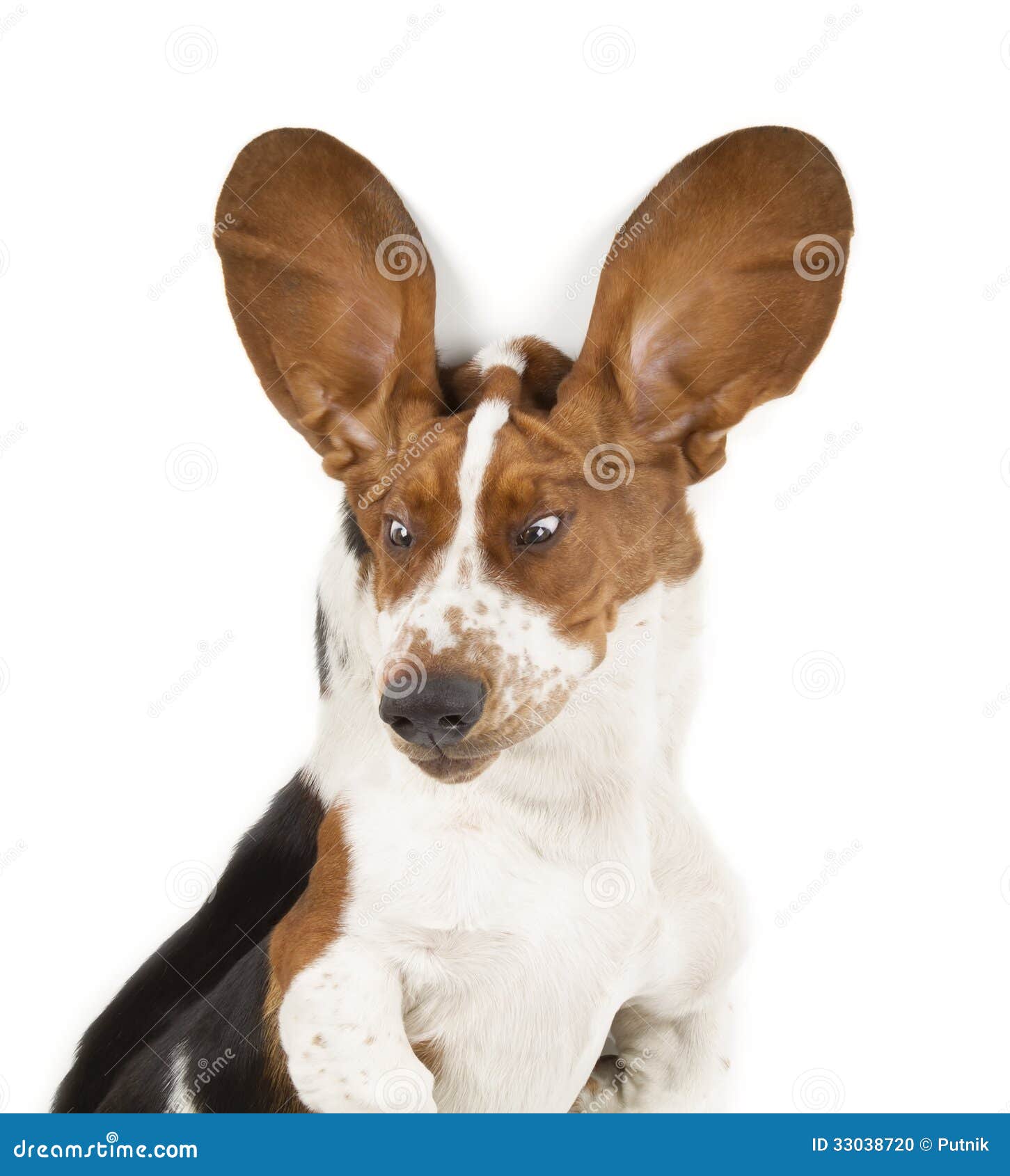 Basset Hound stock photo. Image of looking, white, sweet 33038720
