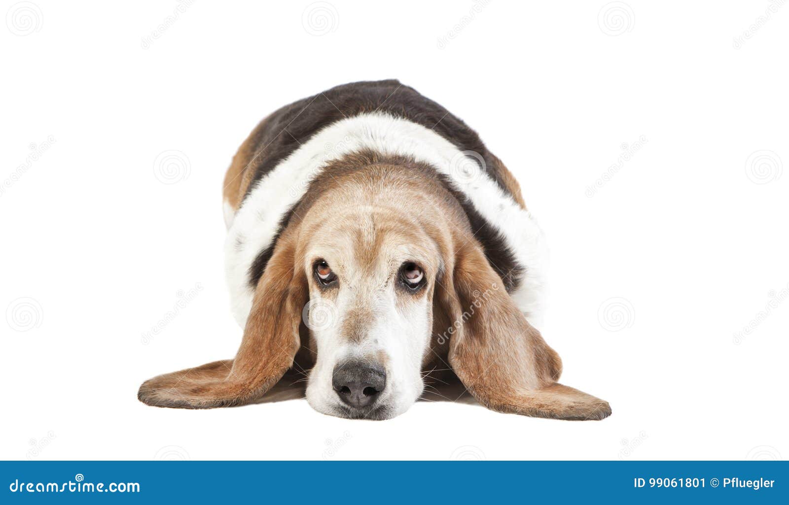 Basset hound long ears stock image. Image of background 99061801