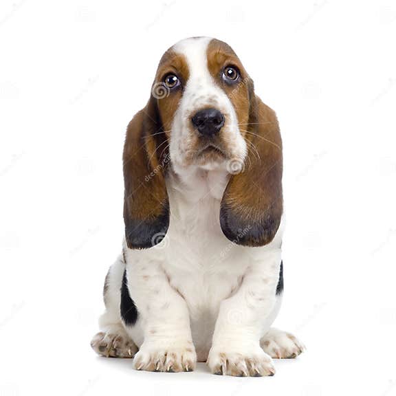 Basset Hound Puppy stock image. Image of cute, hunter - 2244561