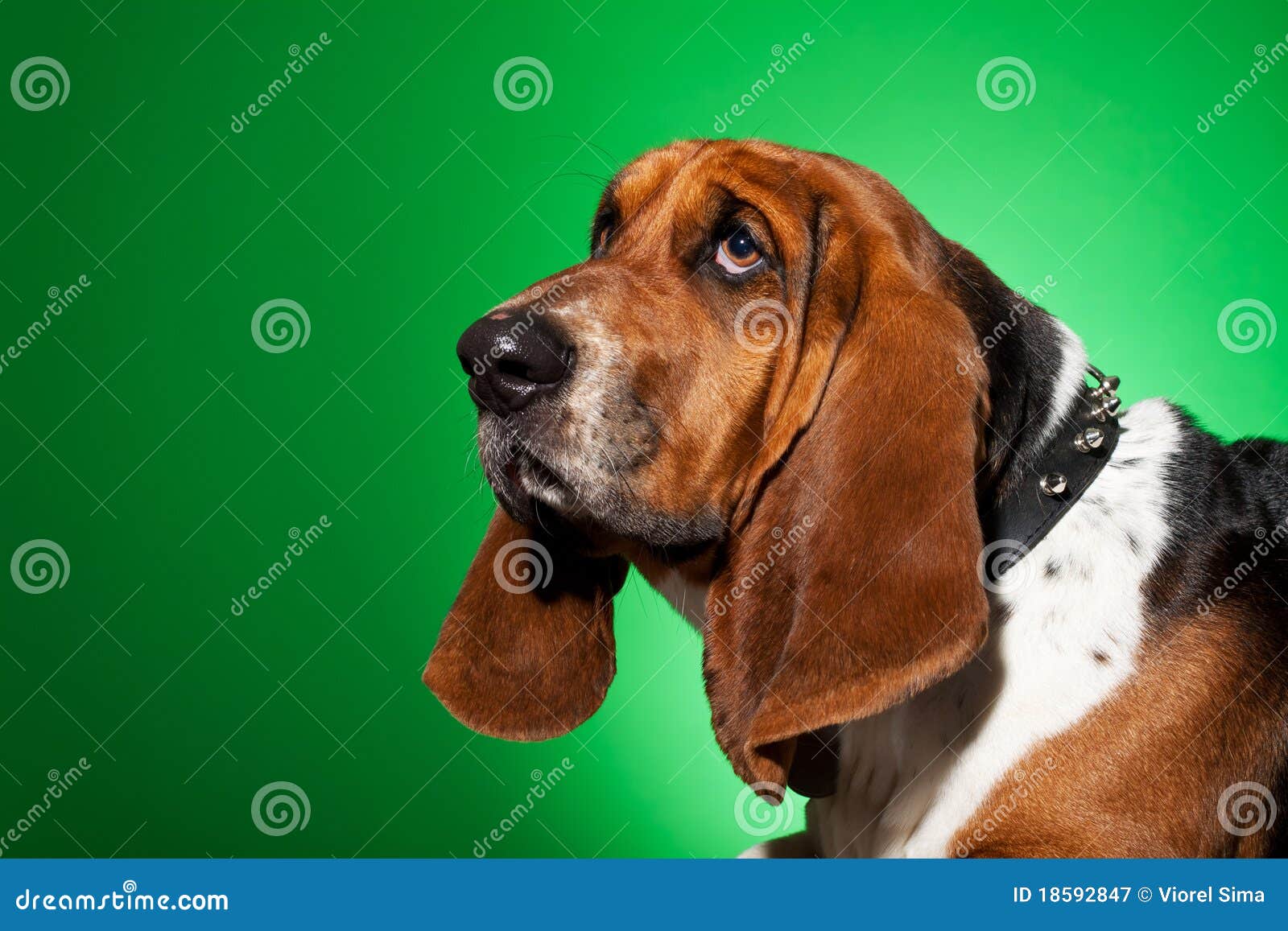 Basset Hound s face stock image. Image of small, pack 18592847