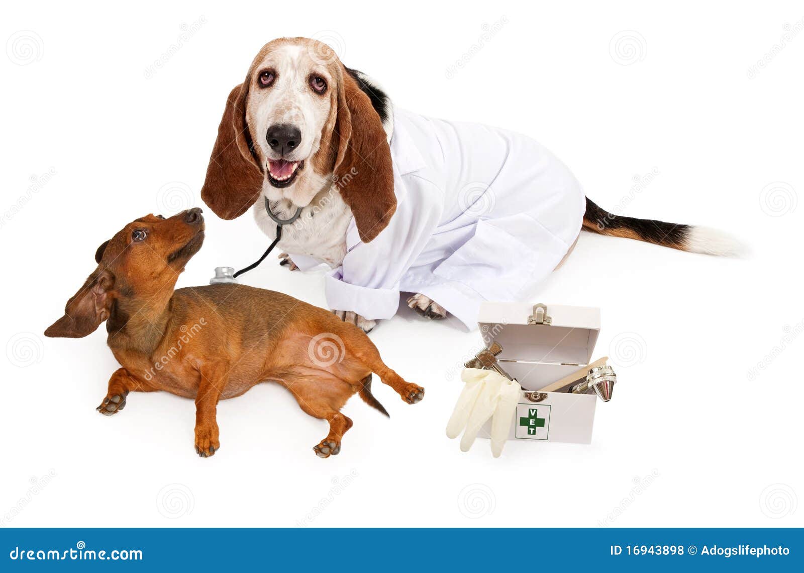 dog wearing lab coat