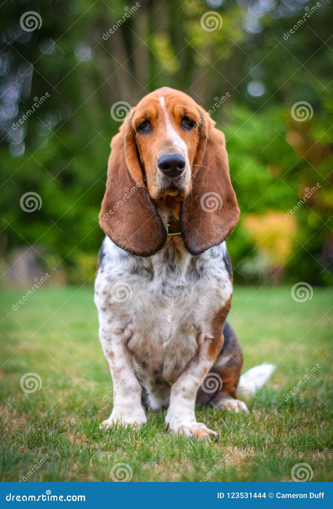 Bassic Basset Stock Photo. Image Of Basset, Portrait - 123531444