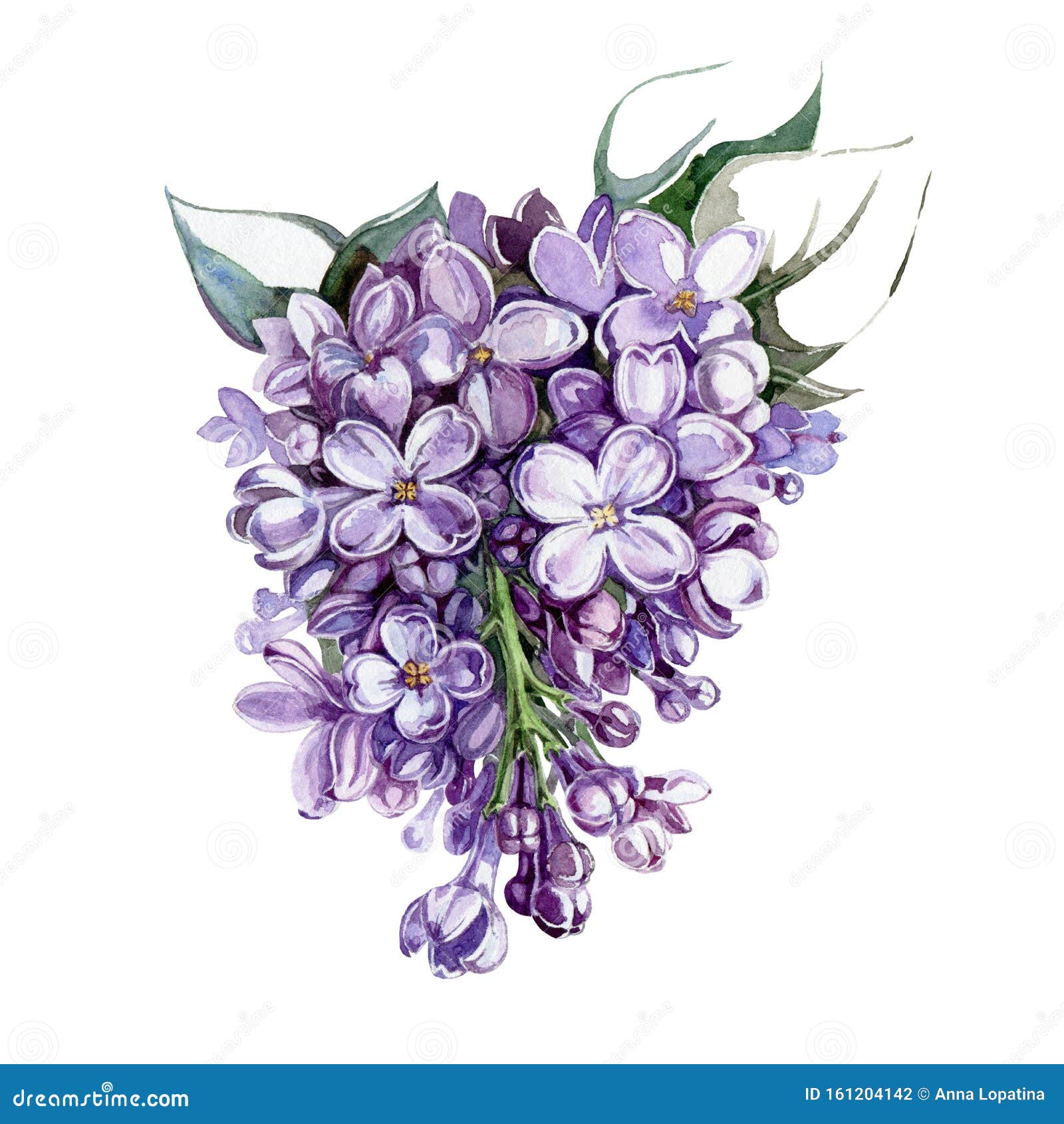 Grappe Lilas Violette Avec Fleurs Et Feuilles Aquarelle Illustrée Syringa  Mauve à La Main, Fleurs Tendres En Pleine Floraison Ave Illustration Stock  - Illustration du lame, beauté: 161204142