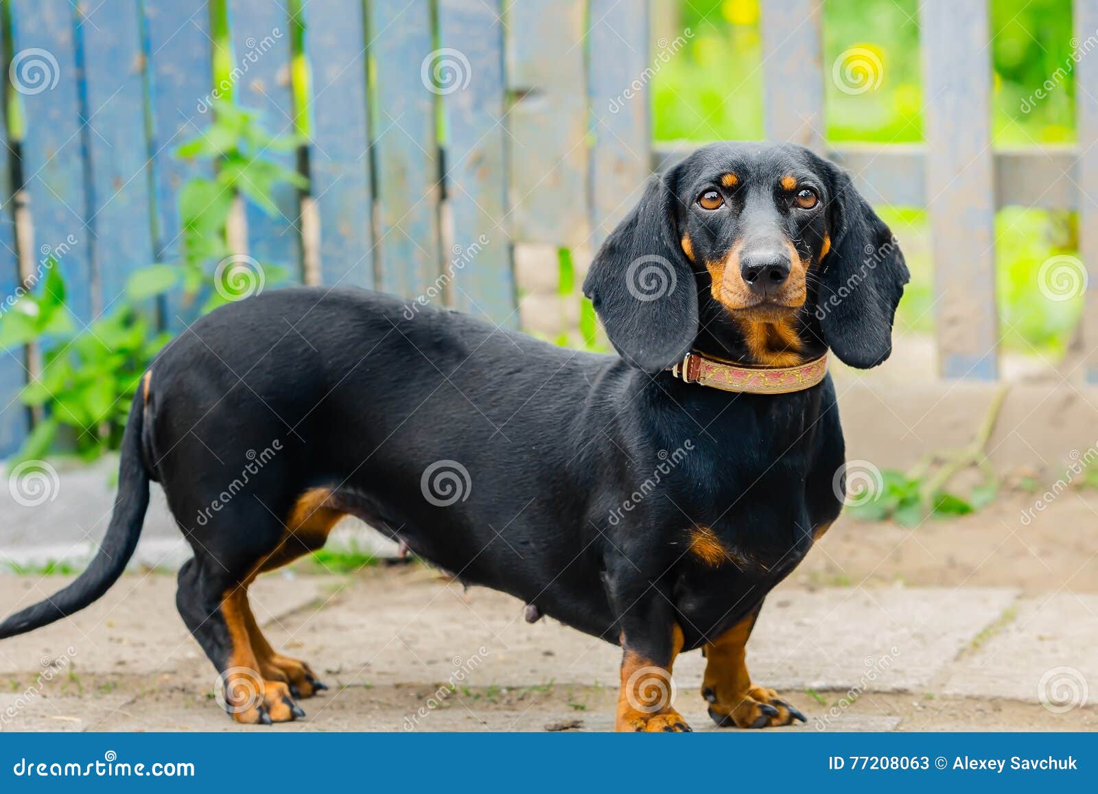 Bassotto Tedesco Nero Un Cane Adulto Età 2 Anni Immagine Stock