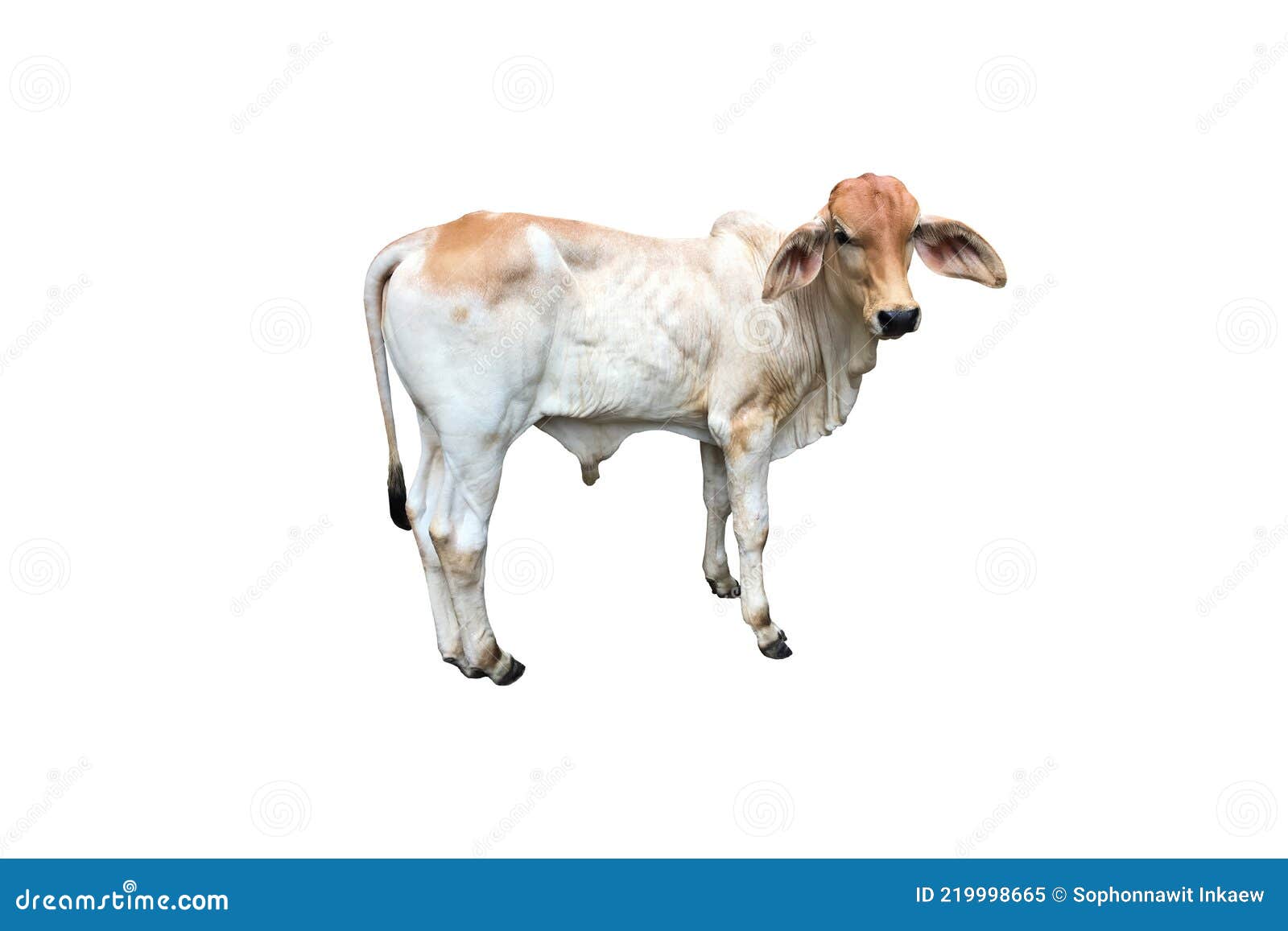 Brahman cattle stock image. Image of brahman, animal 219998665