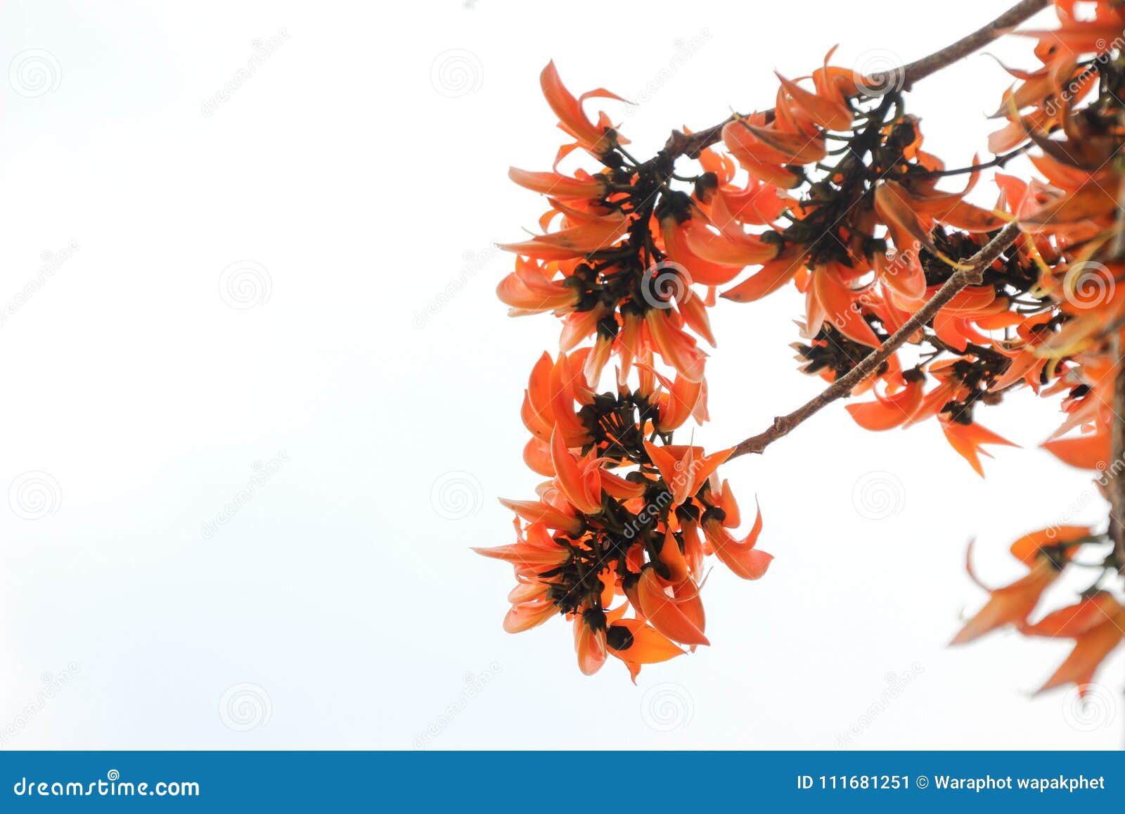 teak,butea monosperma & x28;lam.& x29; taub,there are many orange