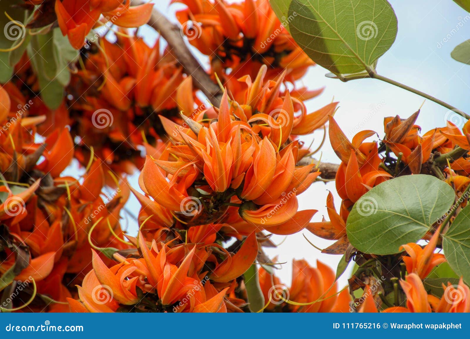 teak,butea monosperma & x28;lam.& x29; taub,there are many orange