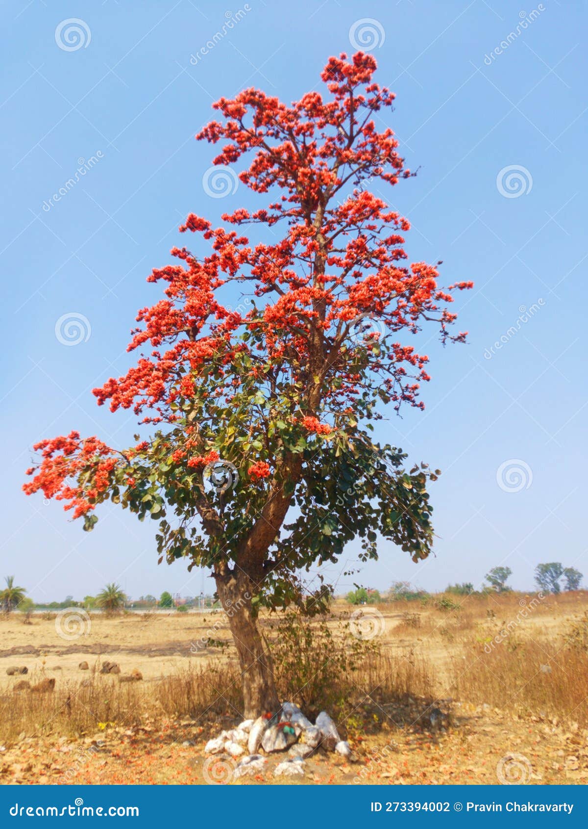 bastard teak, parrot tree, butea gum and sacred tree, palash flower tree, butea monosperma or palash flower, india.