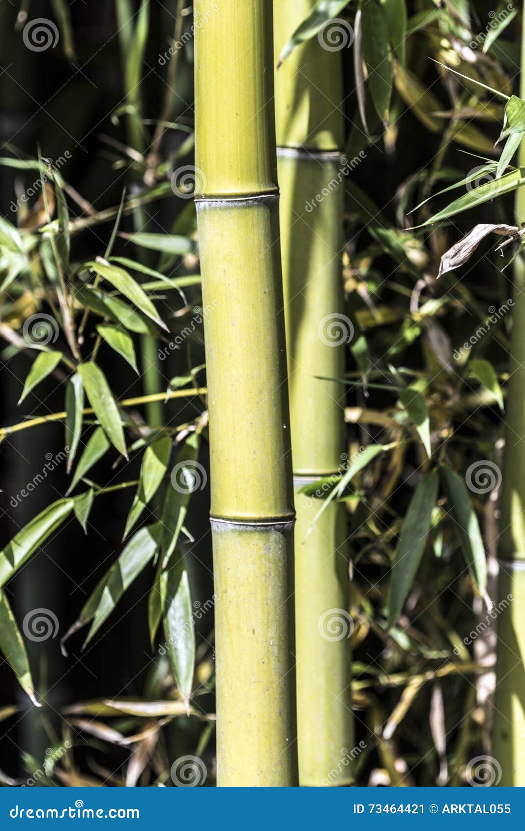 Bastones de bambú verdes imagen de archivo. Imagen de fragilidad - 73464421