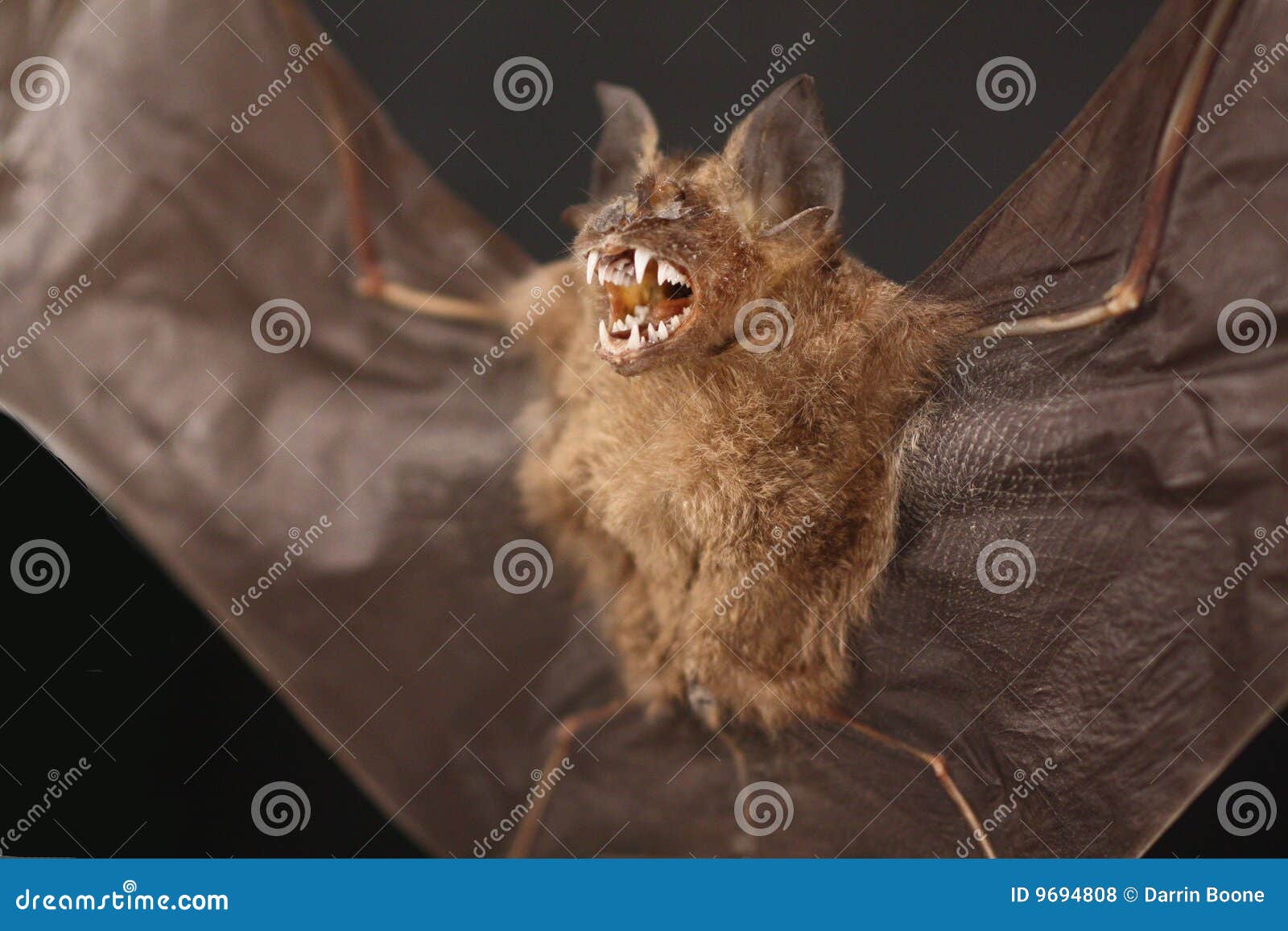 Bat stock photo. Image of flight, teeth, nature, animal 9694808