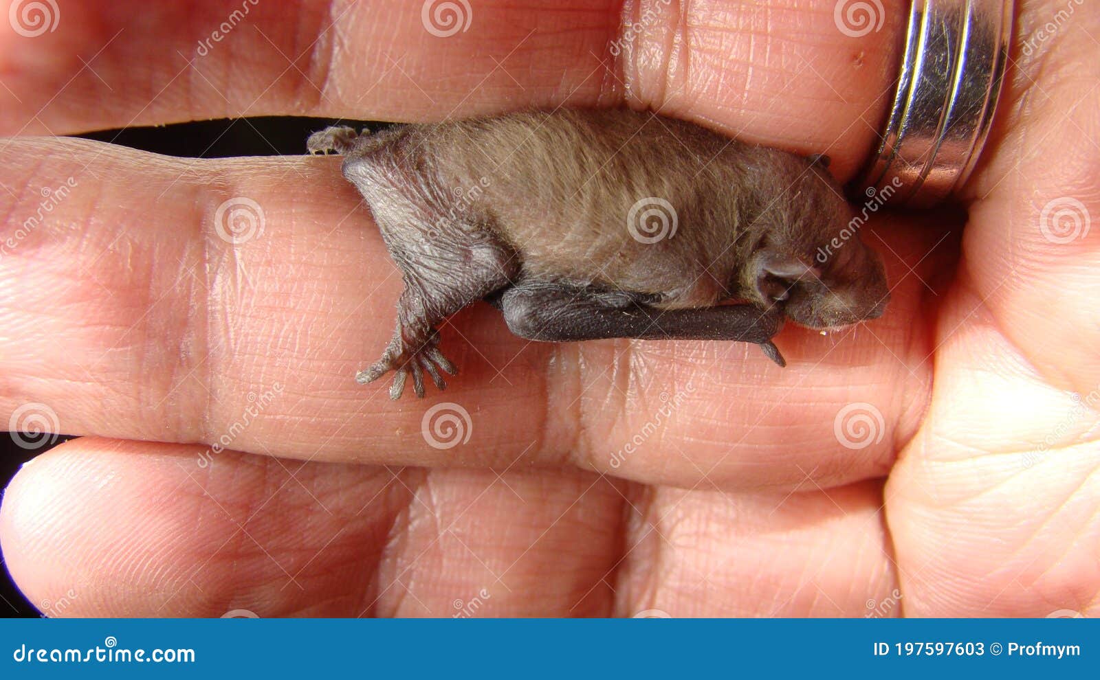 Bat Baby Bat on Hand Veterinarian Examining a Bat Birth of New Life, Cute  Baby Animal, Life ,cute Animal, Beautiful Animal. Wildli Stock Image -  Image of intelligent, heart: 197597603