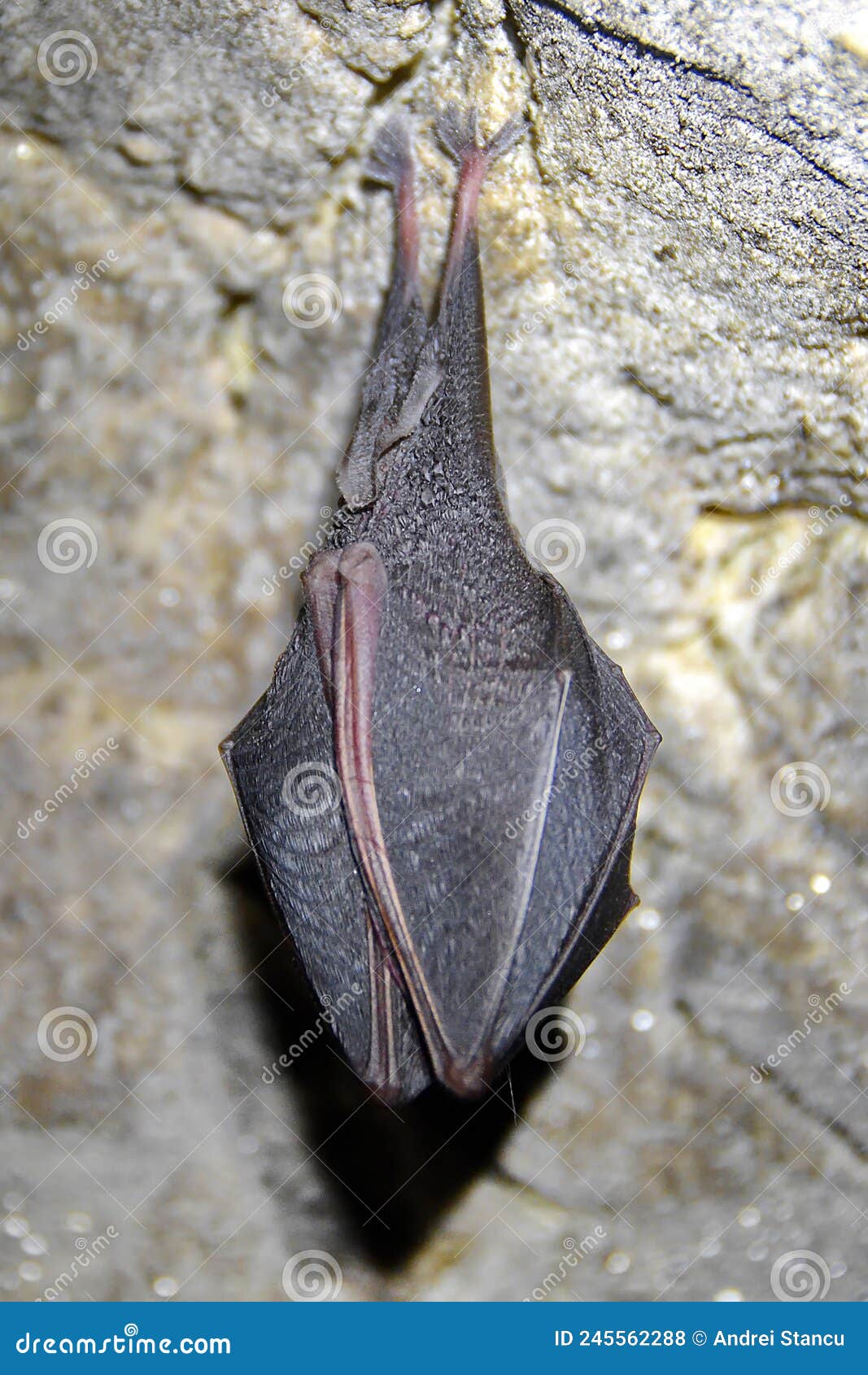 Bat stock photo. Image of rest, ceiling, wildlife, upside 245562288