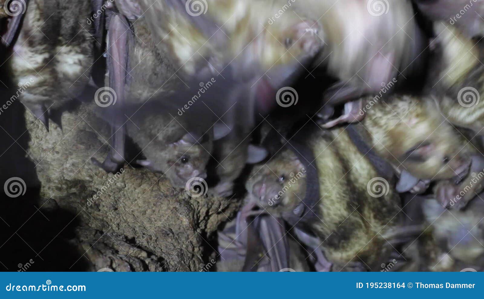 Bat Cave in the Caribbean Antigua Stock Footage Biology Diagrams