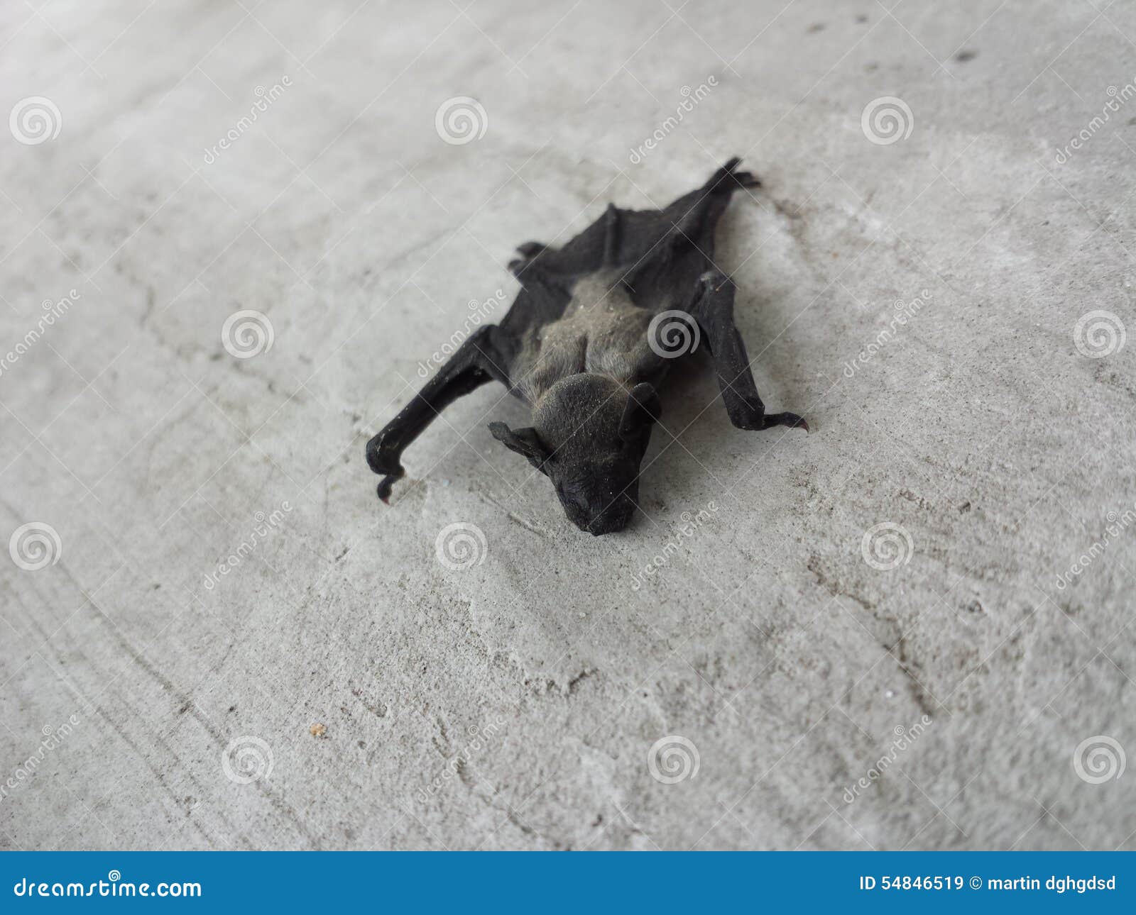 Bat stock image. Image of death, animals, dead, baby 54846519