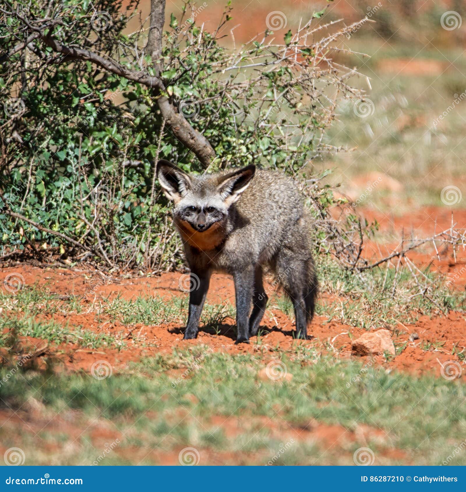 Bateared Fox stock photo. Image of mammal, hound, wildlife 86287210
