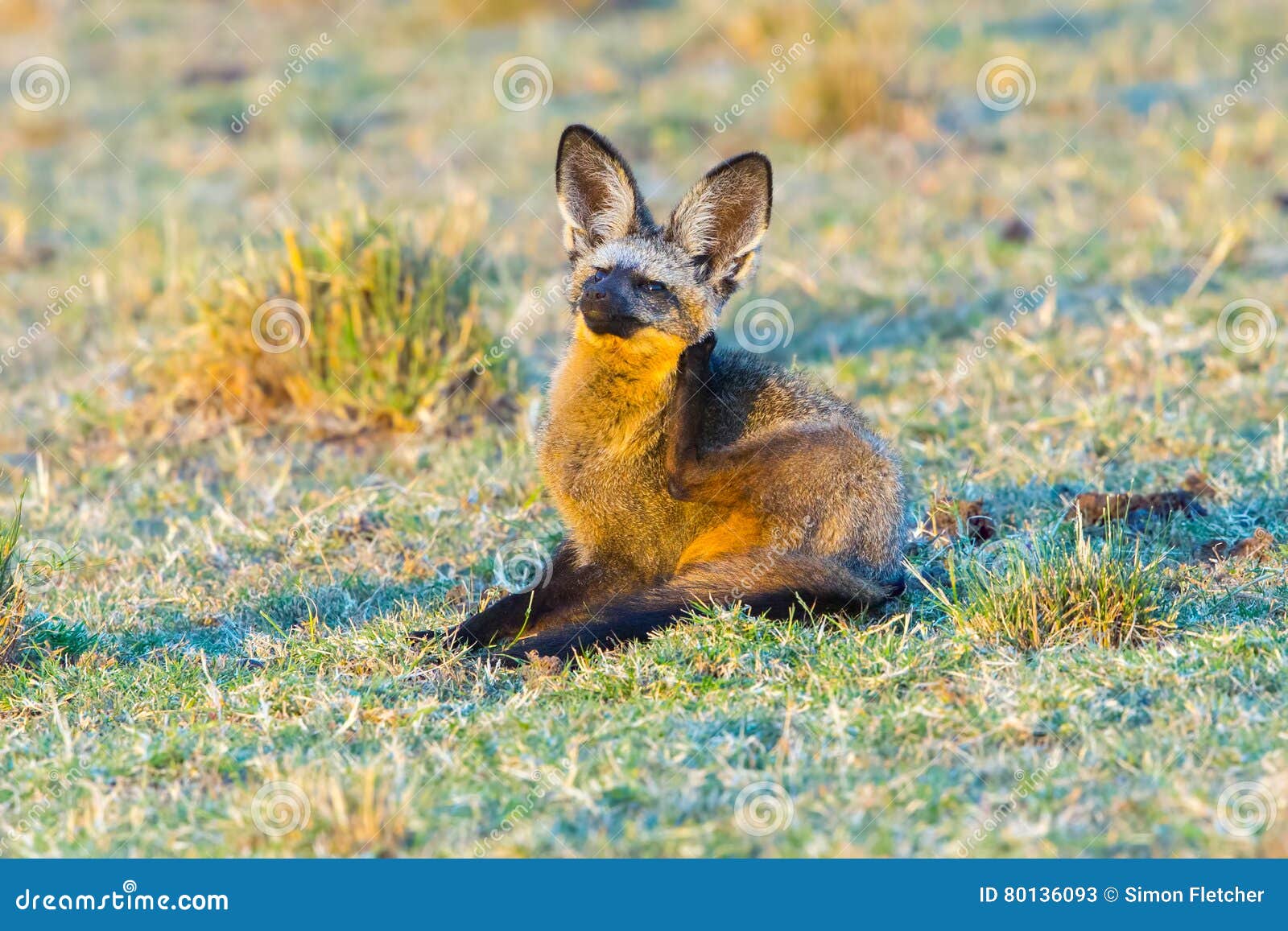 bat-eared fox scratching neck