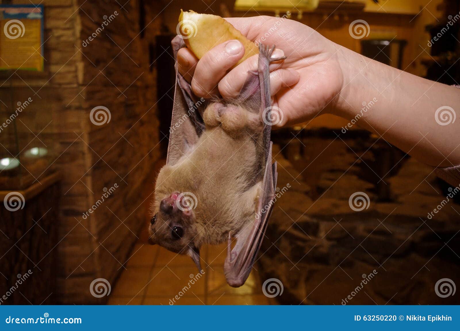 Bat eats with hands stock photo. Image of biodiversity 63250220