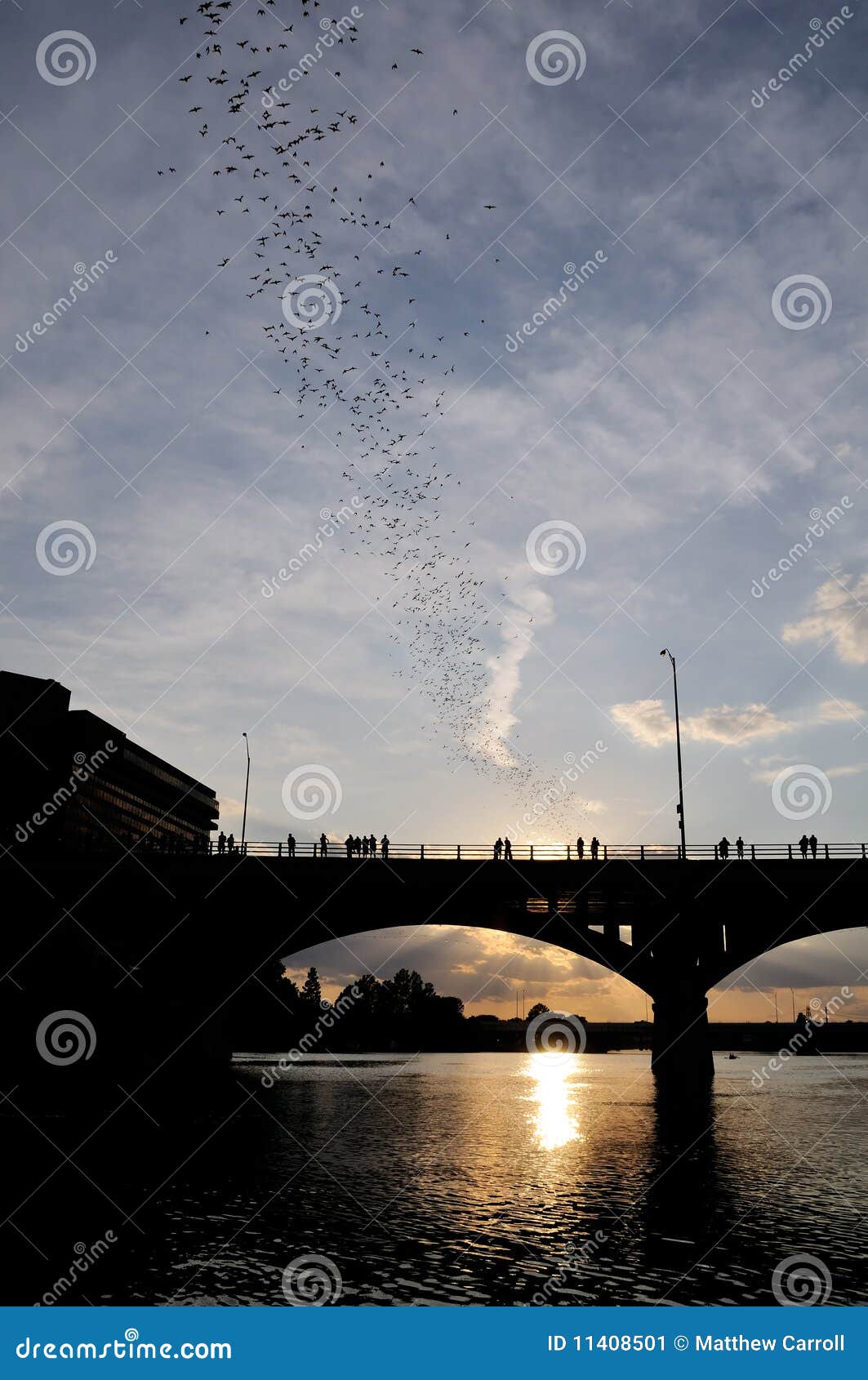 Bat Exodus stock image. Image of flight, reflection, feed 11408501