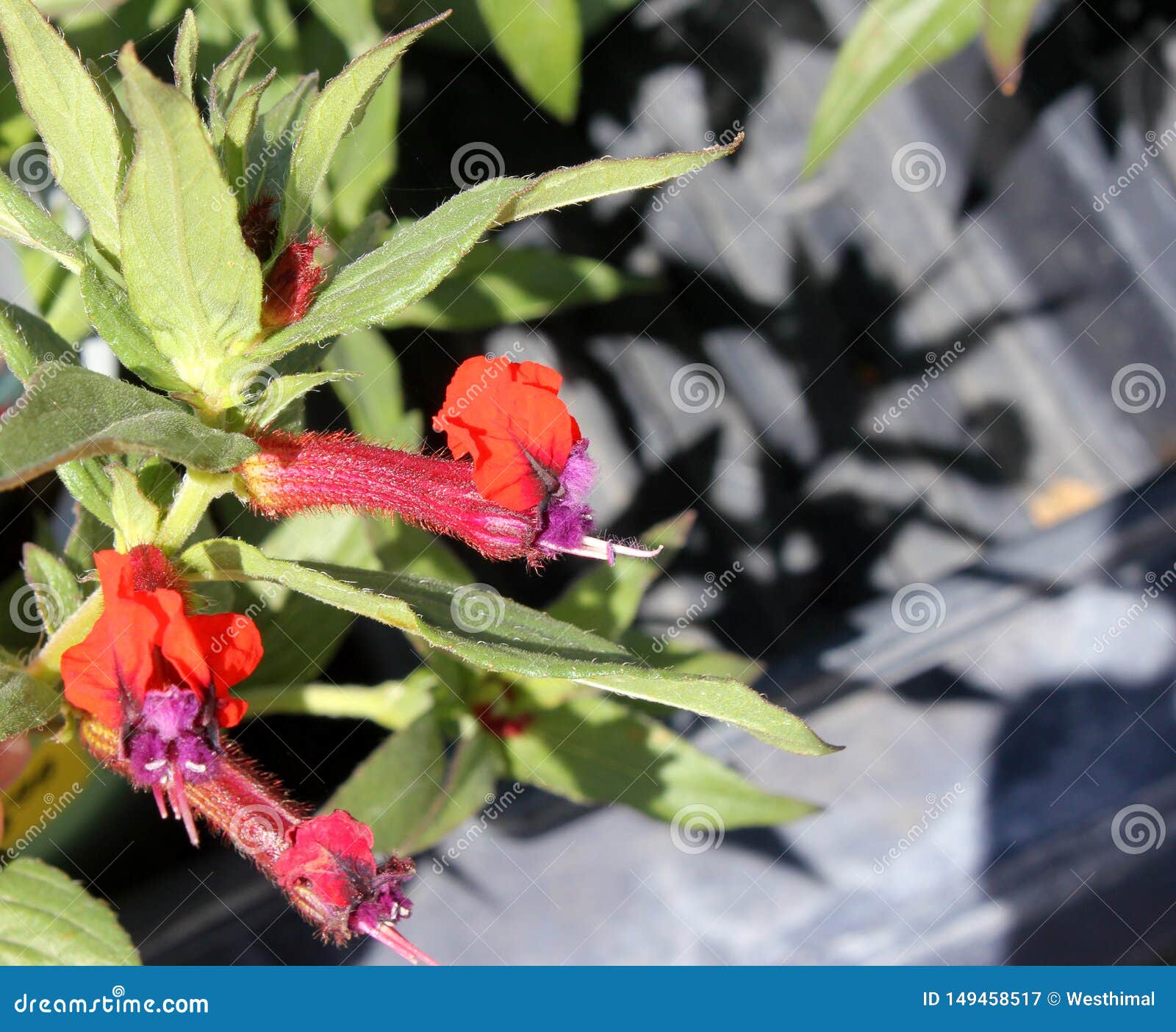 Bat Face Cuphea, Tiny Mice Cuphea, Cuphea Ilavea `Tiny Mice` Stock