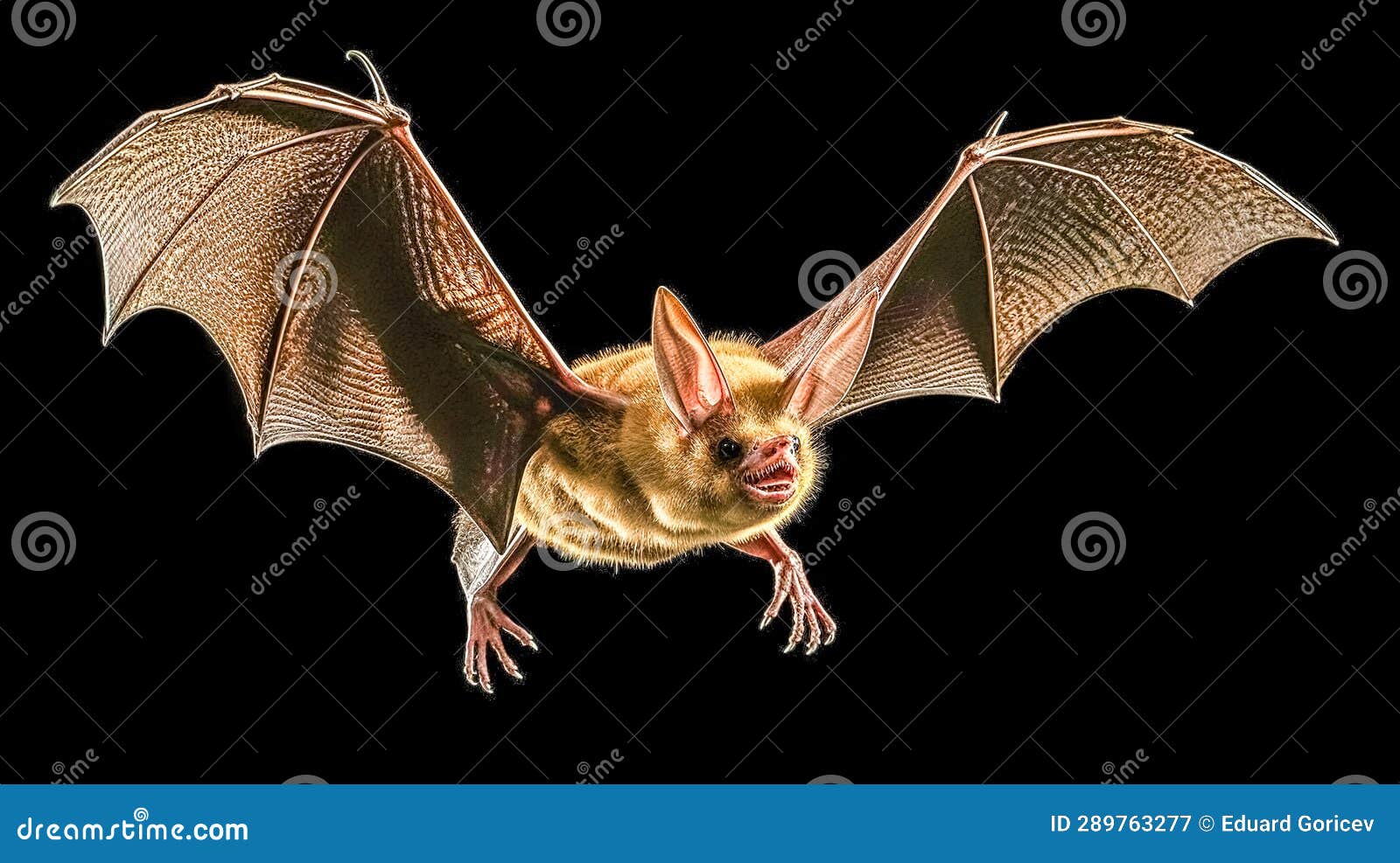A bat flies at night stock image. Image of mammal, background 289763277
