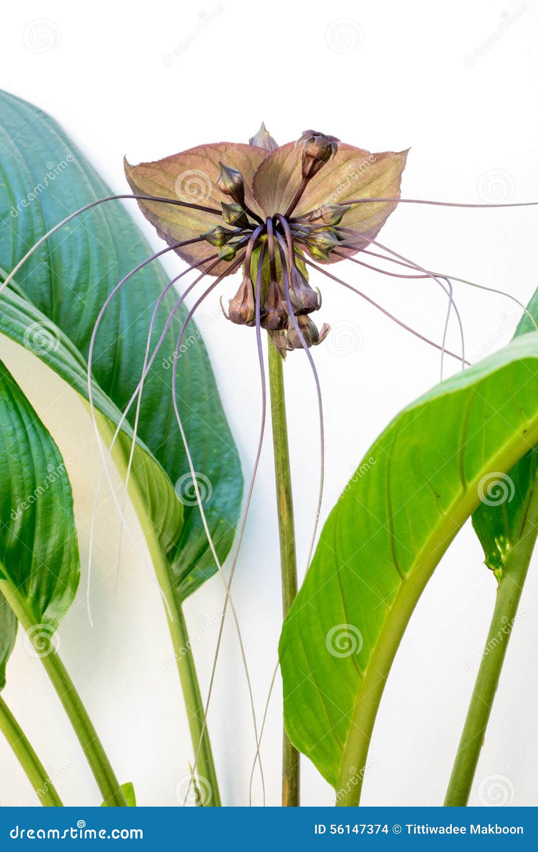 Bat flower stock photo. Image of blossom, botany, fresh 56147374