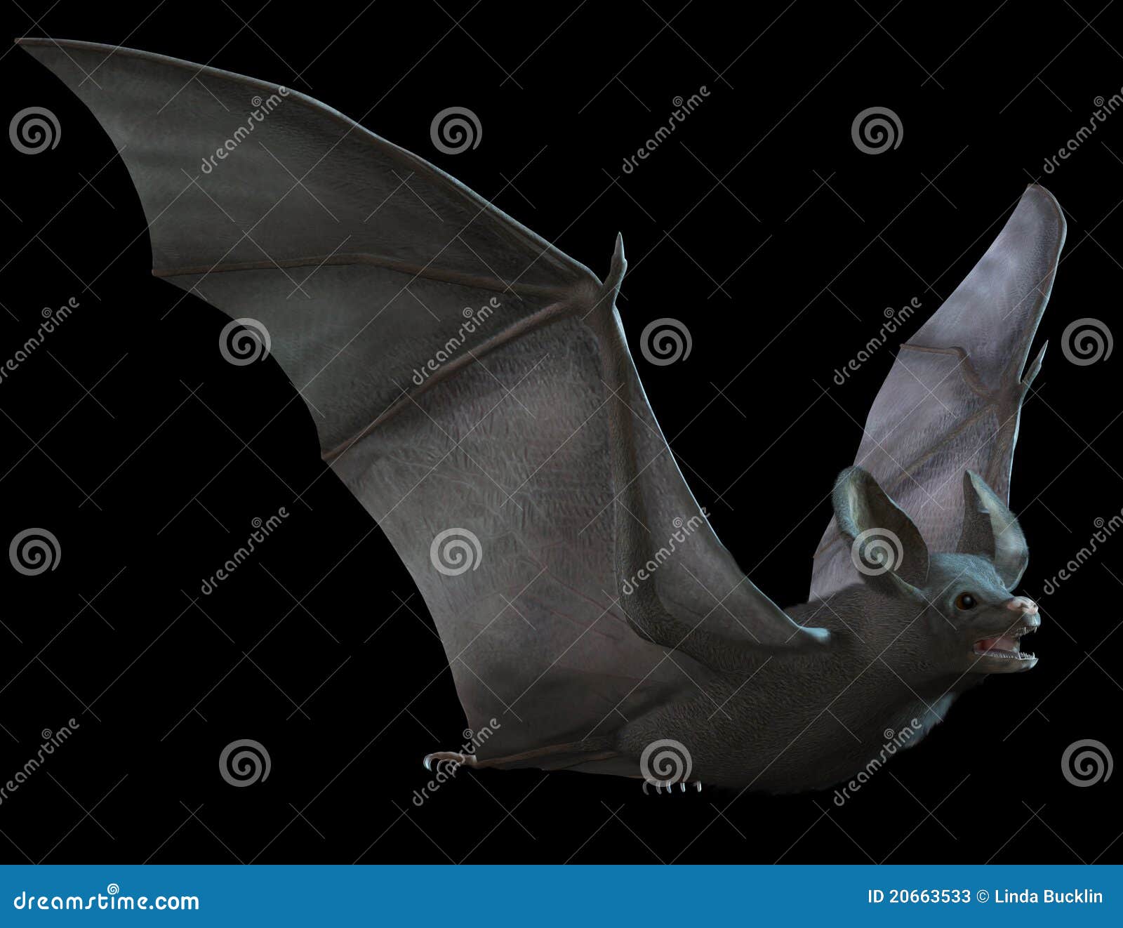 Bat Flying stock illustration. Illustration of fear, night 20663533