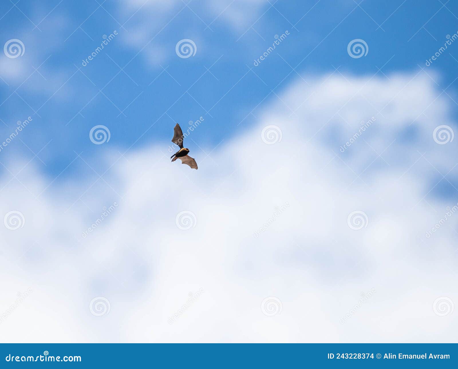 Bat Flying in Daylight and Clouds Stock Photo Image of presentation