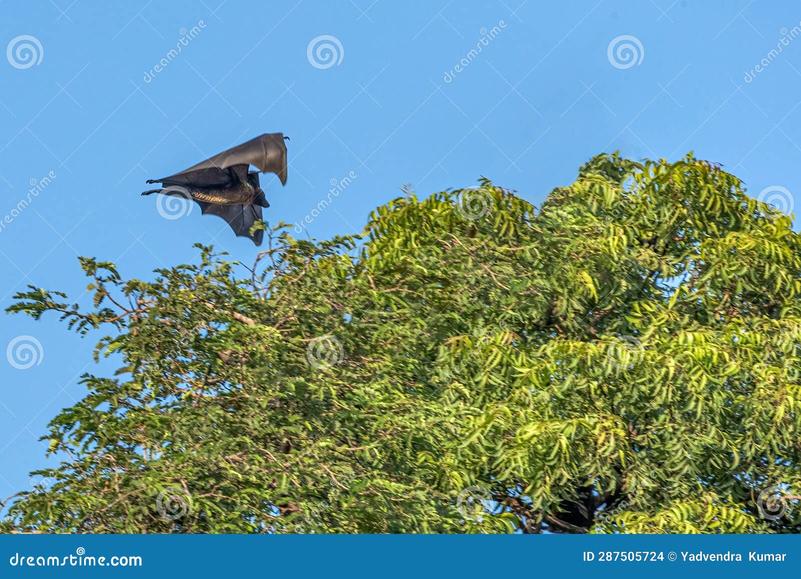 A Bat stock photo. Image of wildlife, animal, fear, mystery 287505724