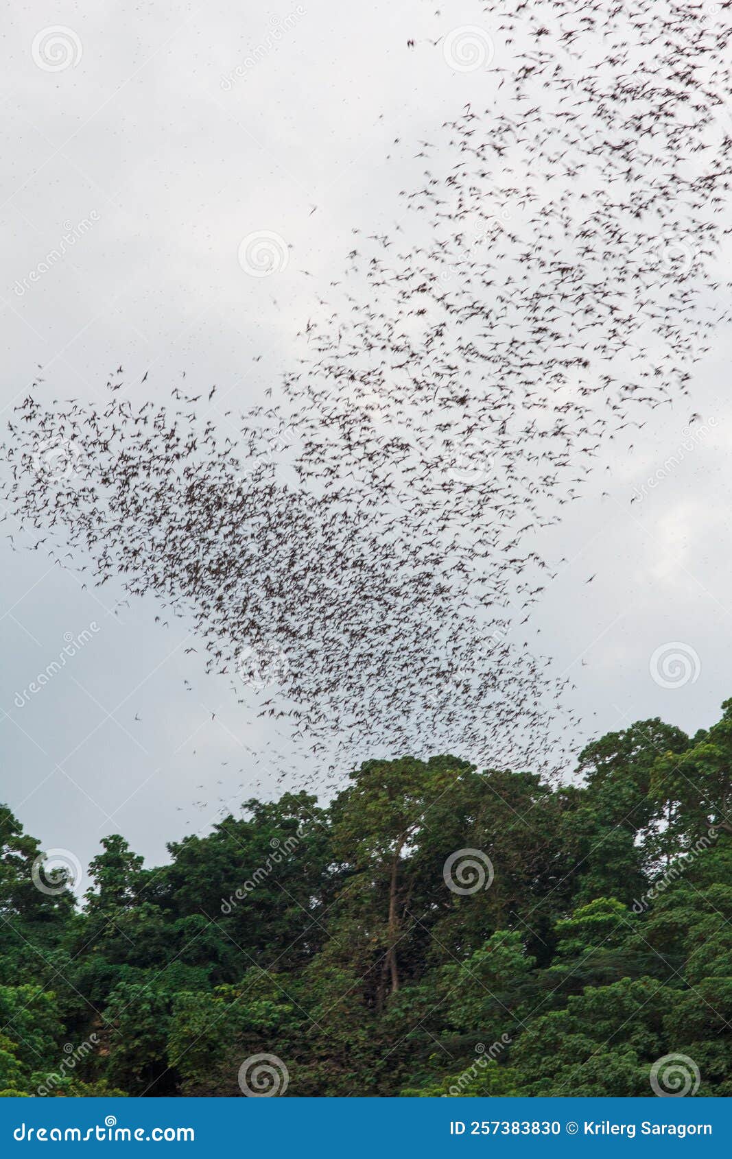 The Bat Flying Speedy Out of the Cave. Stock Photo - Image of speedy, leaf:  257383830