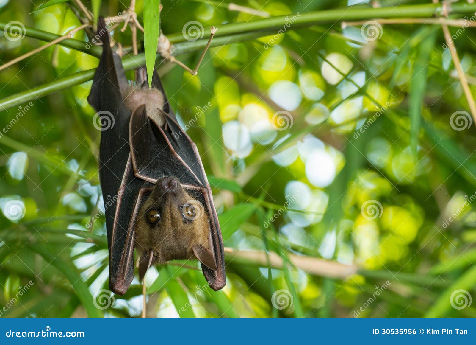 Bat Royalty Free Stock Image Image 30535956