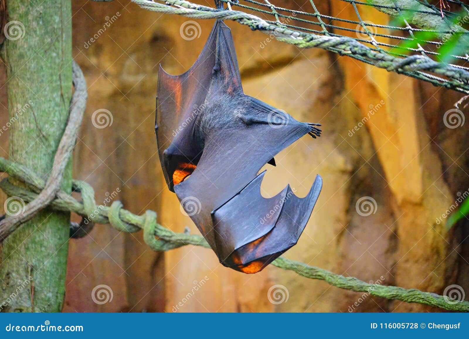 Bat hanging upside down stock photo. Image of black 116005728