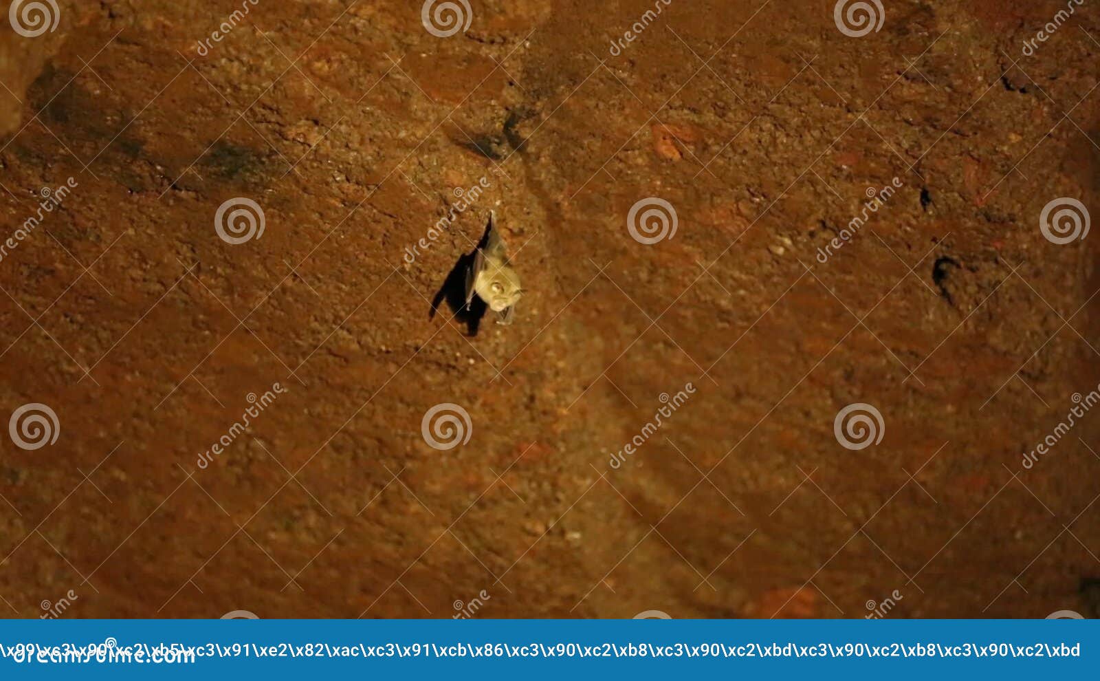 Bat Hanging Upside Down in the Cave. Stock Video Video of hanging