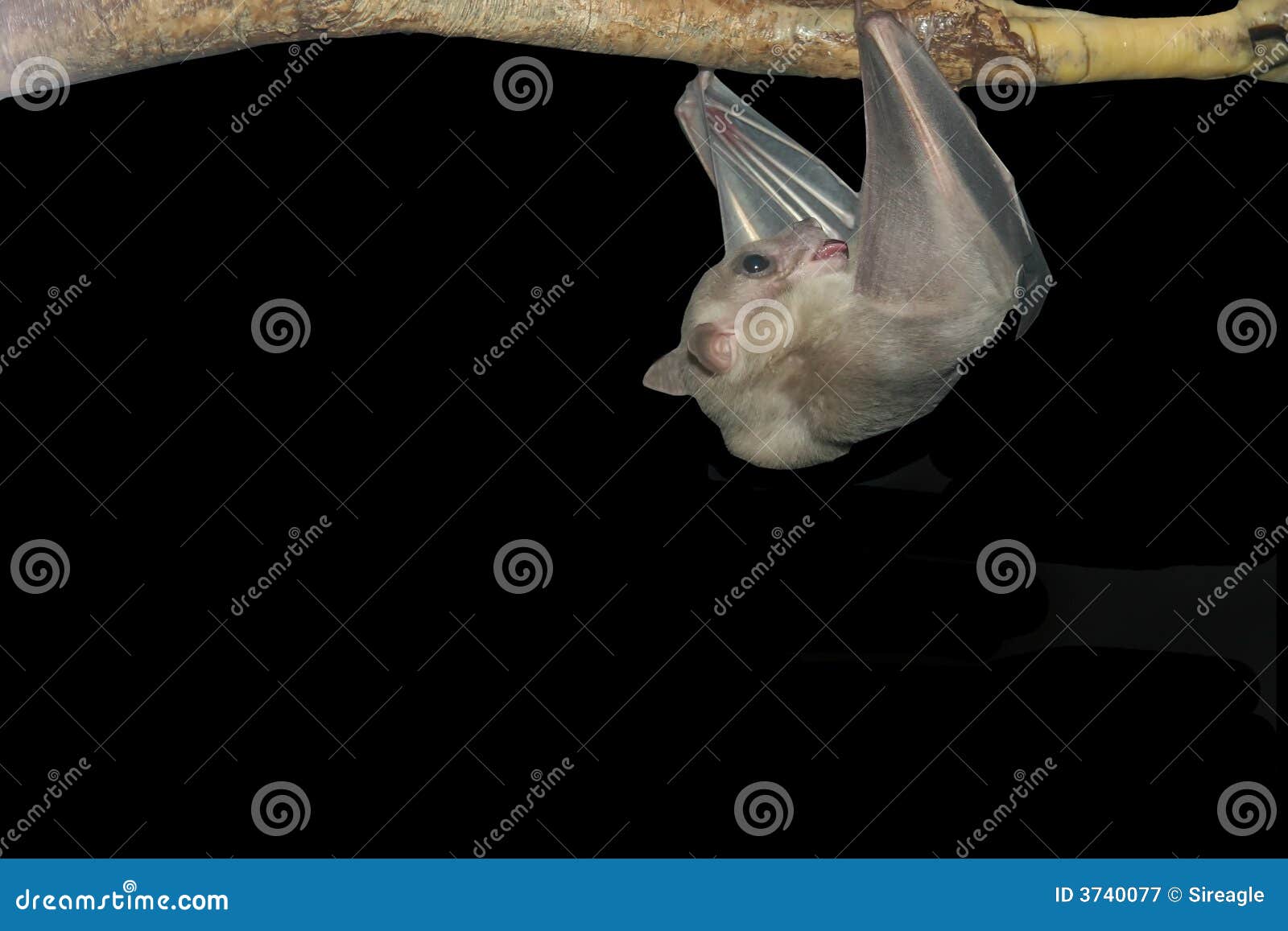 Bat Isolated On Black Picture. Image: 3740077