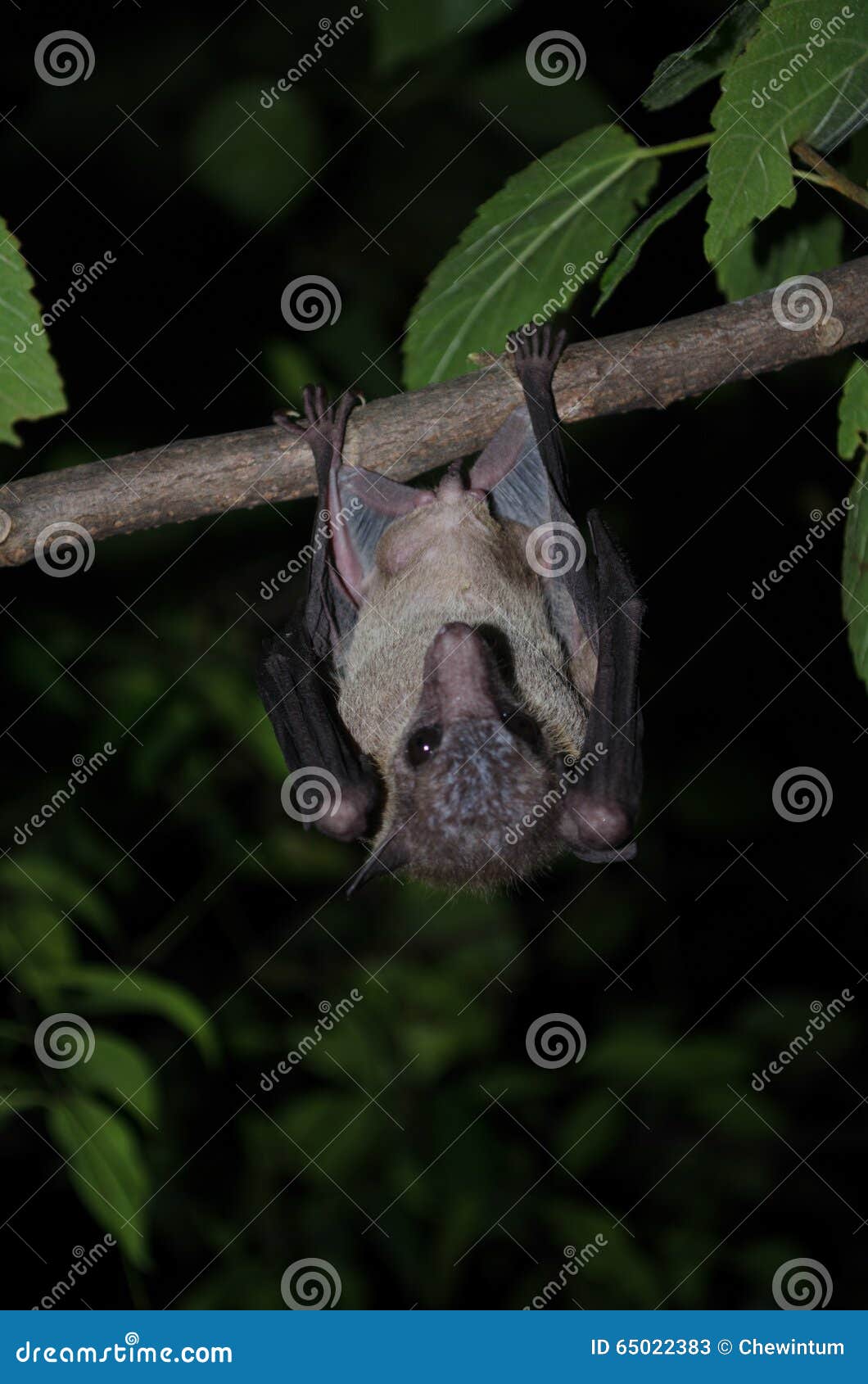 Bat is mammal and call stock image. Image of rainforest 65022383