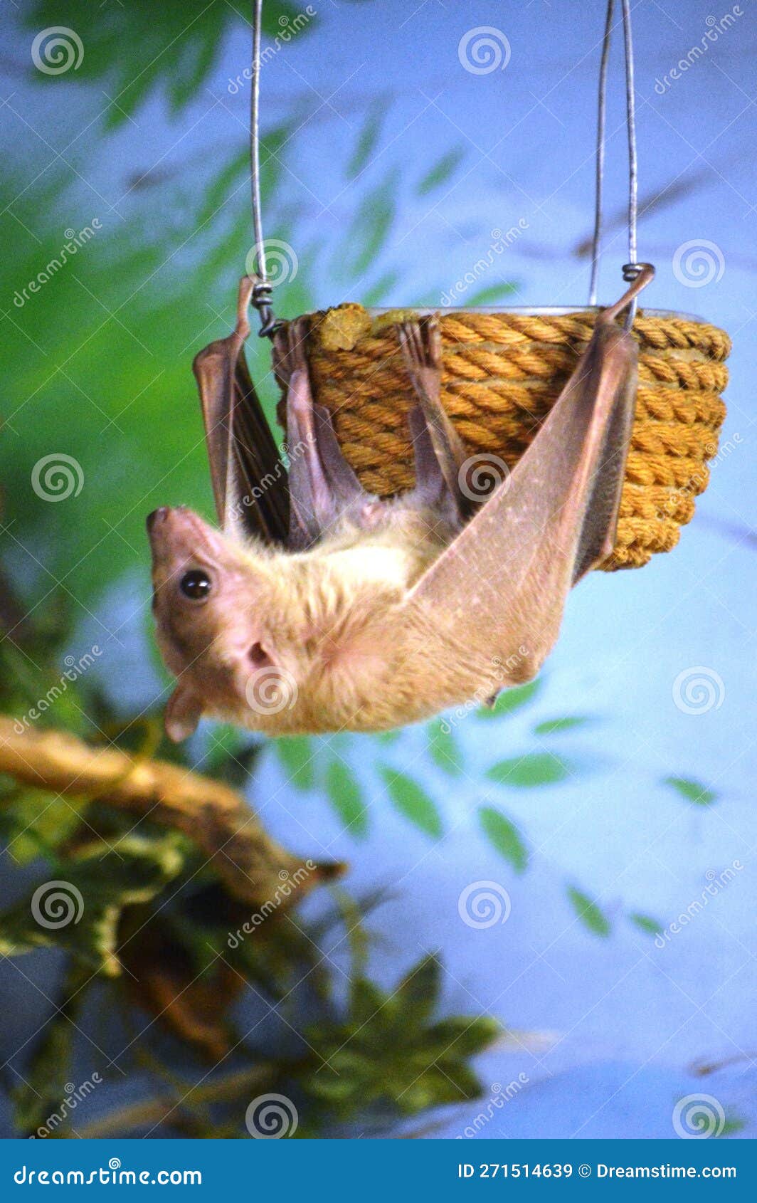 Bat in nature stock image. Image of stone, mouth, wild 271514639