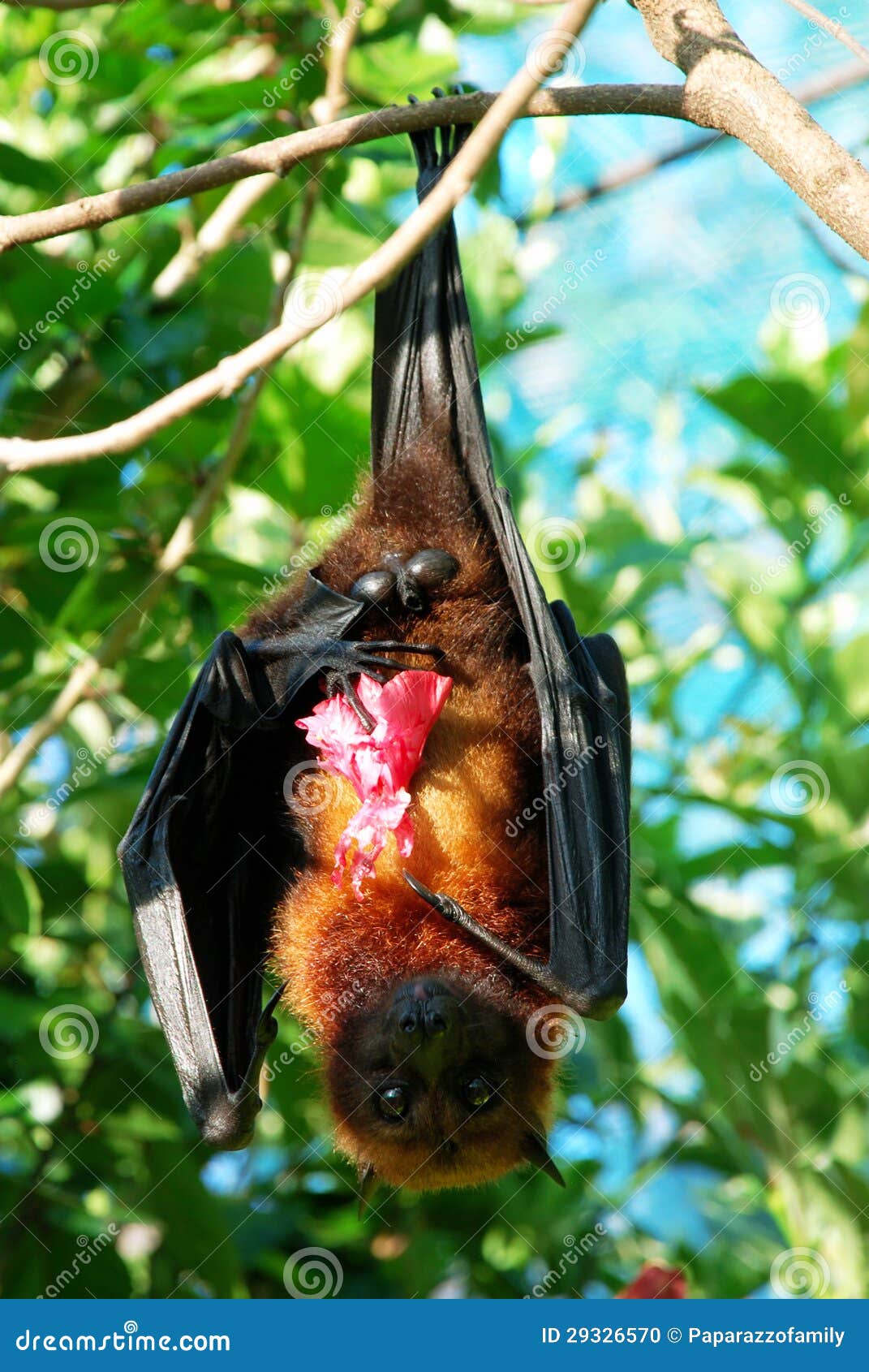 Bat openher eyes stock photo. Image of nature, faun, fauna 29326570