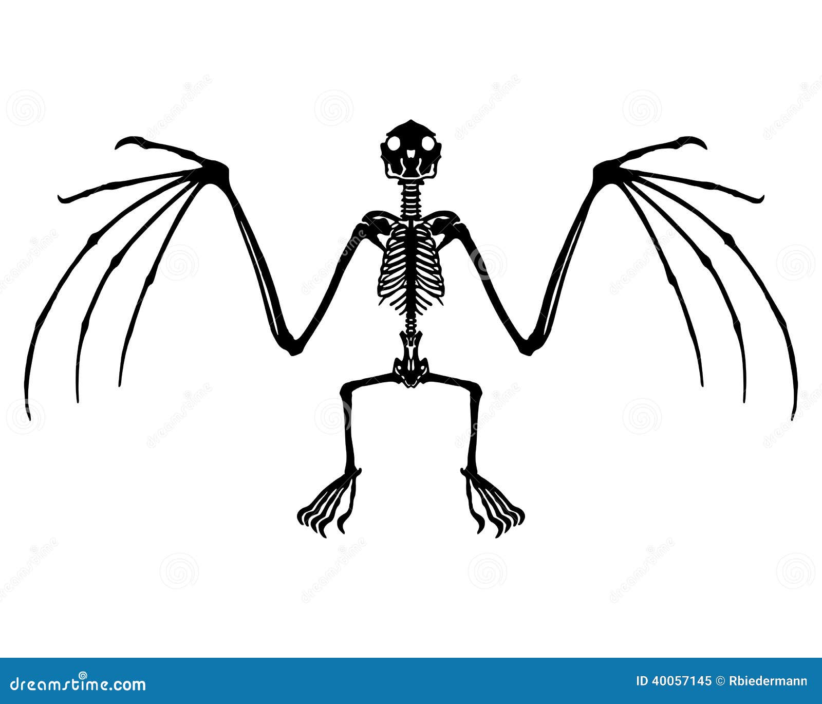 Bat skeleton stock vector. Image of vector, isolated 40057145