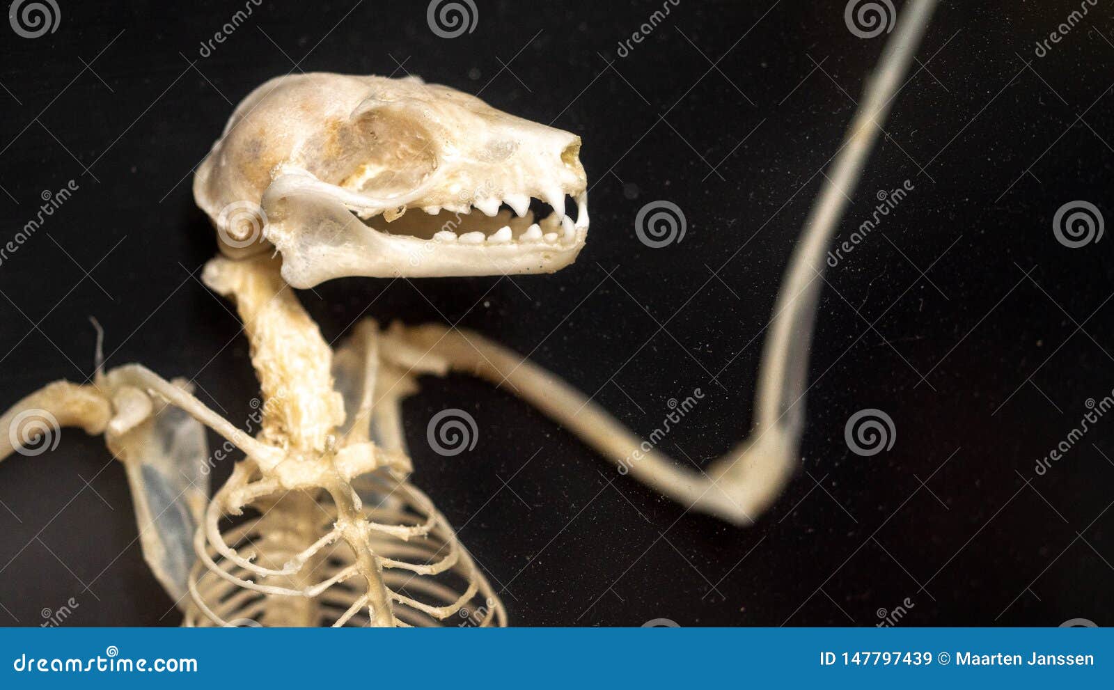 Bat skeleton stock image. Image of skeleton, teeth, skull 147797439