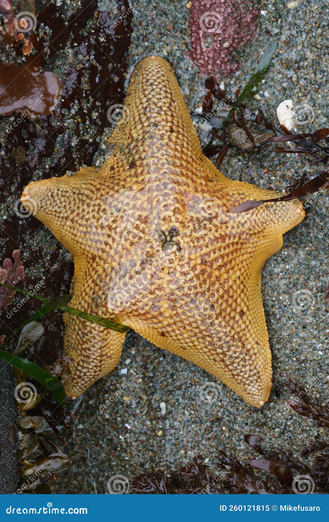 Bat Star Star Fish California Stock Image Image of seastar, kelp