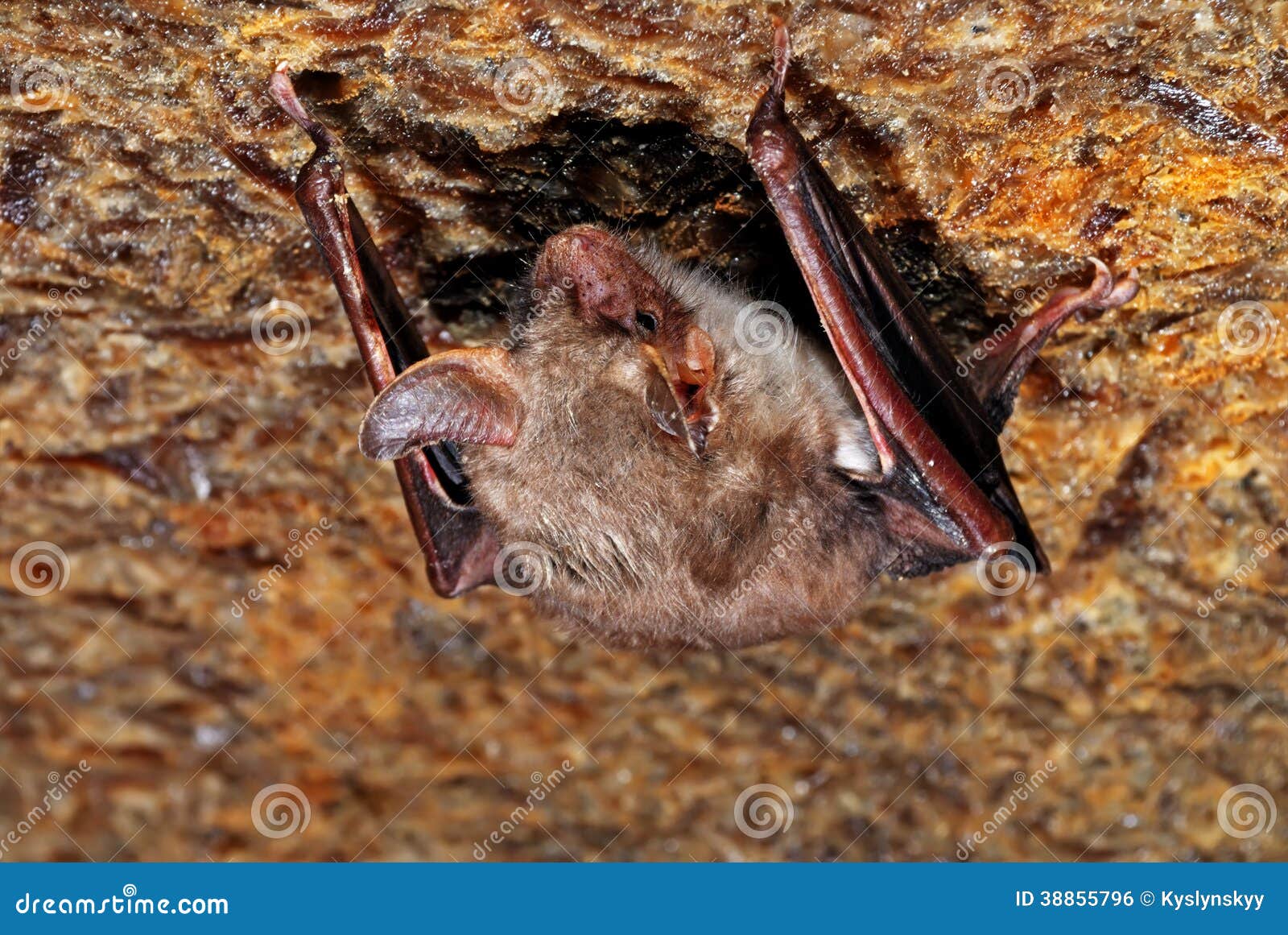 Bat stock photo. Image of habitat, cave, animals, wildlife 38855796
