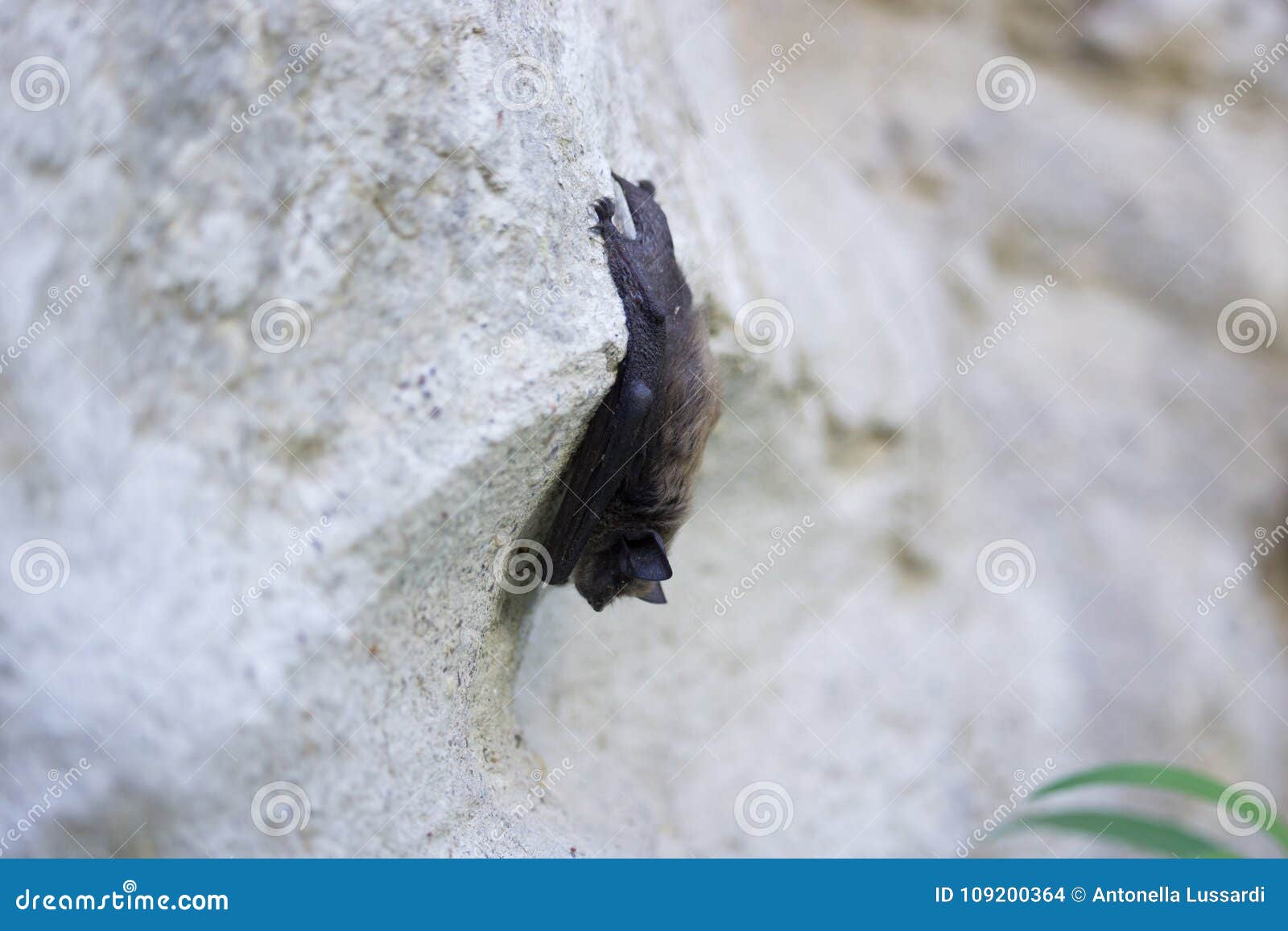 Bat on the Wall on Day stock photo. Image of little 109200364