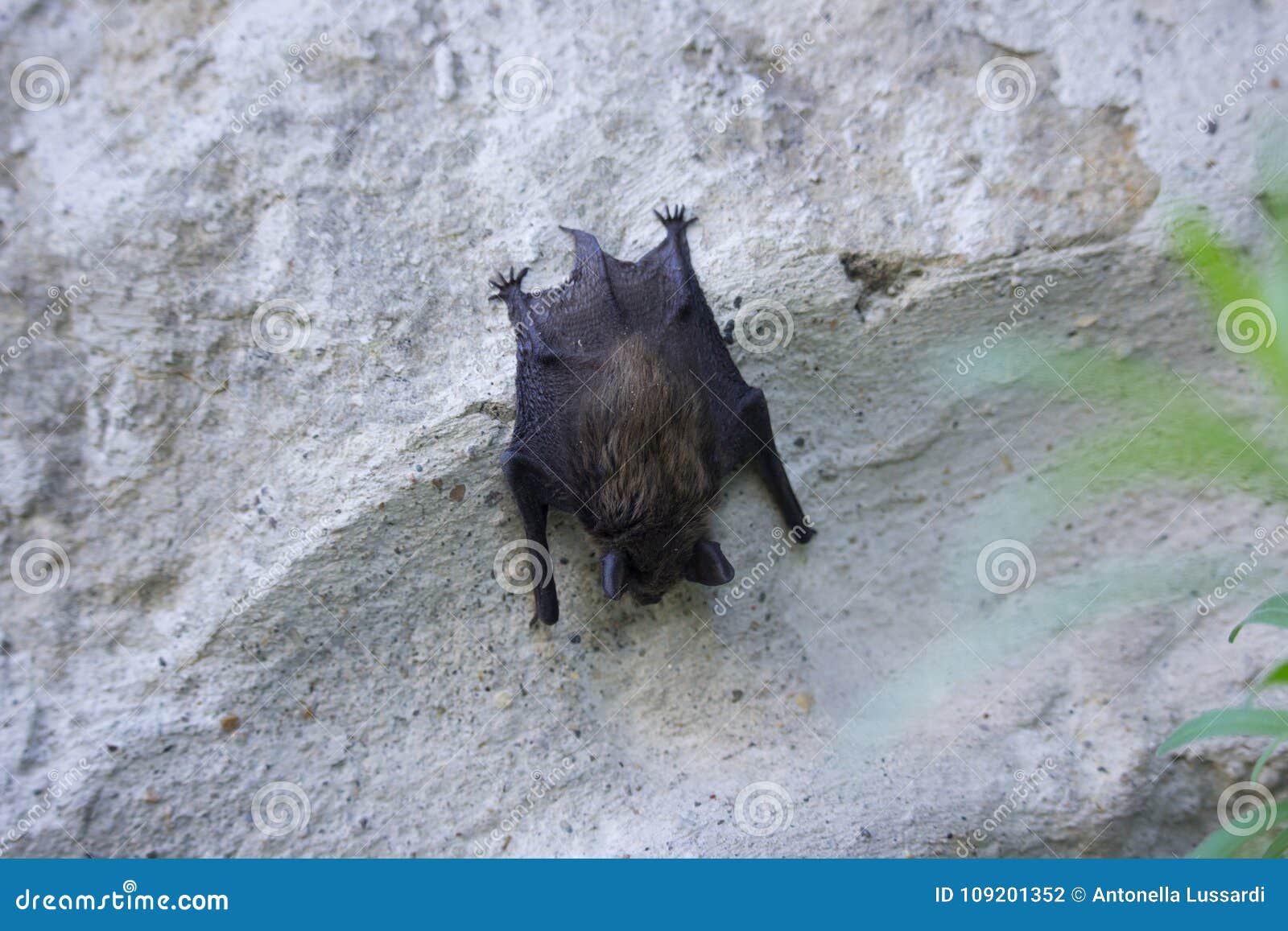 Bat on the Wall on Day stock photo. Image of forest 109201352
