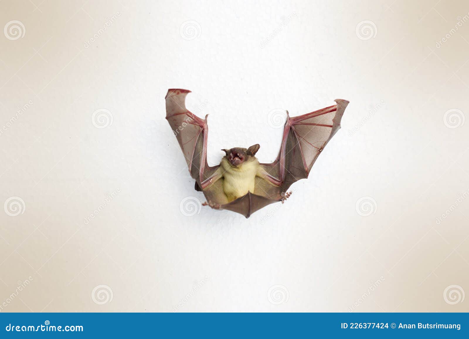 A Bat On A White Background Stock Photo Image Of Mockup Decor