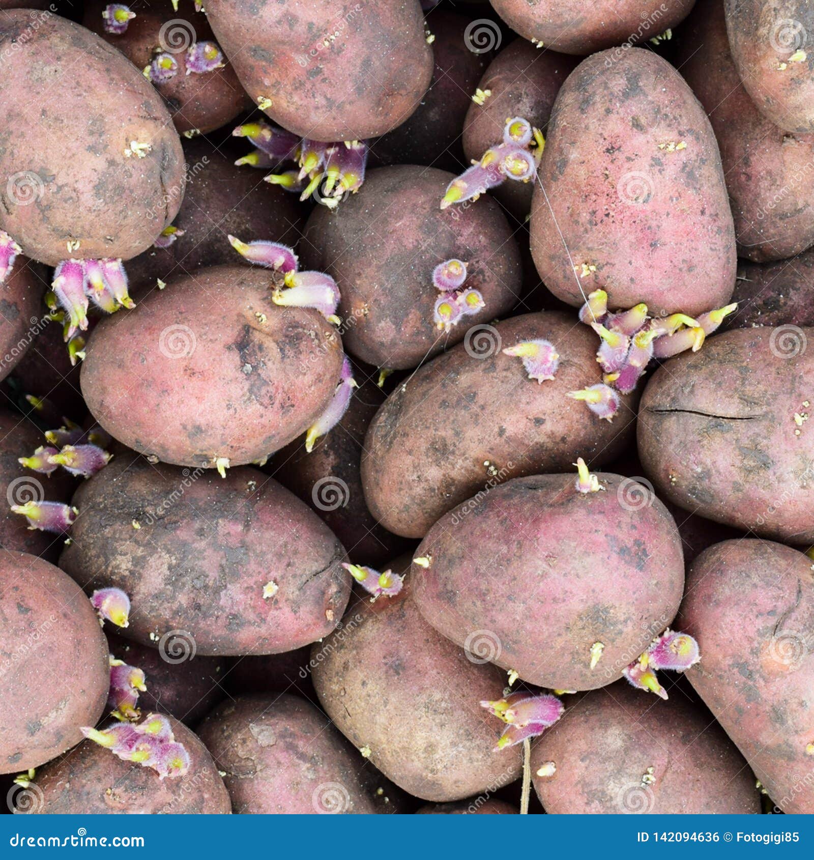 Batatas de semente germinadas Fundo das batatas para plantar no jardim