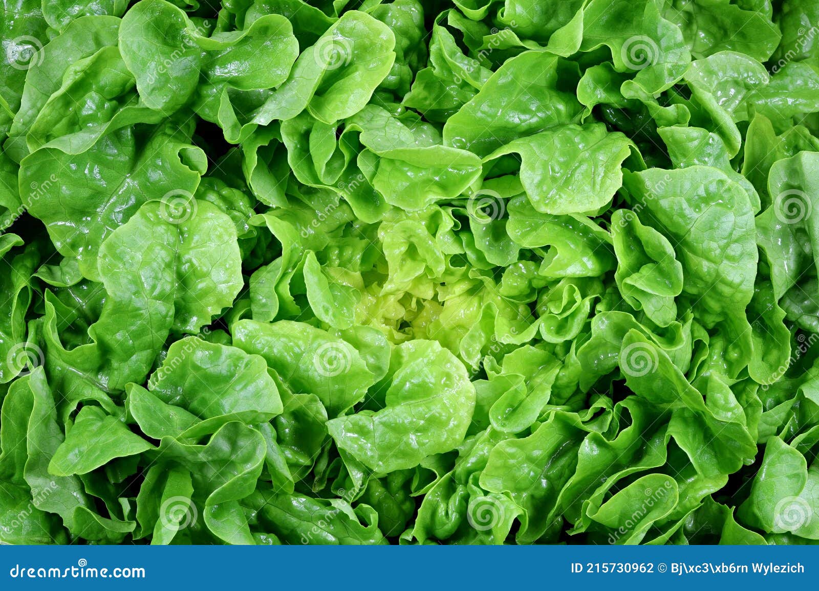 Batavia lettuce stock photo. Image of healthy, biological 215730962