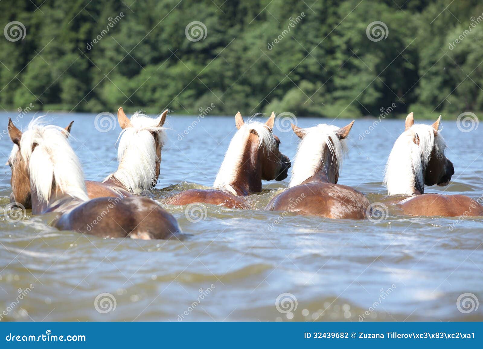 batch of chestnut horses swimming