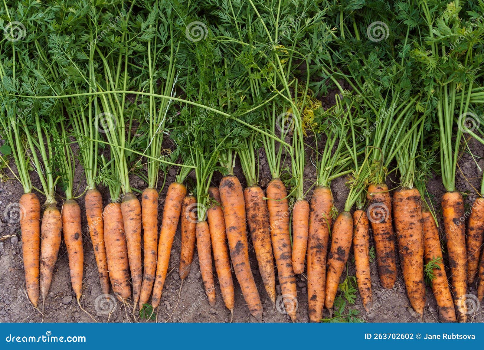 batch of freshly plucked carrots with thick green haulm on ground, top view. lay out ripe carrots in single row.