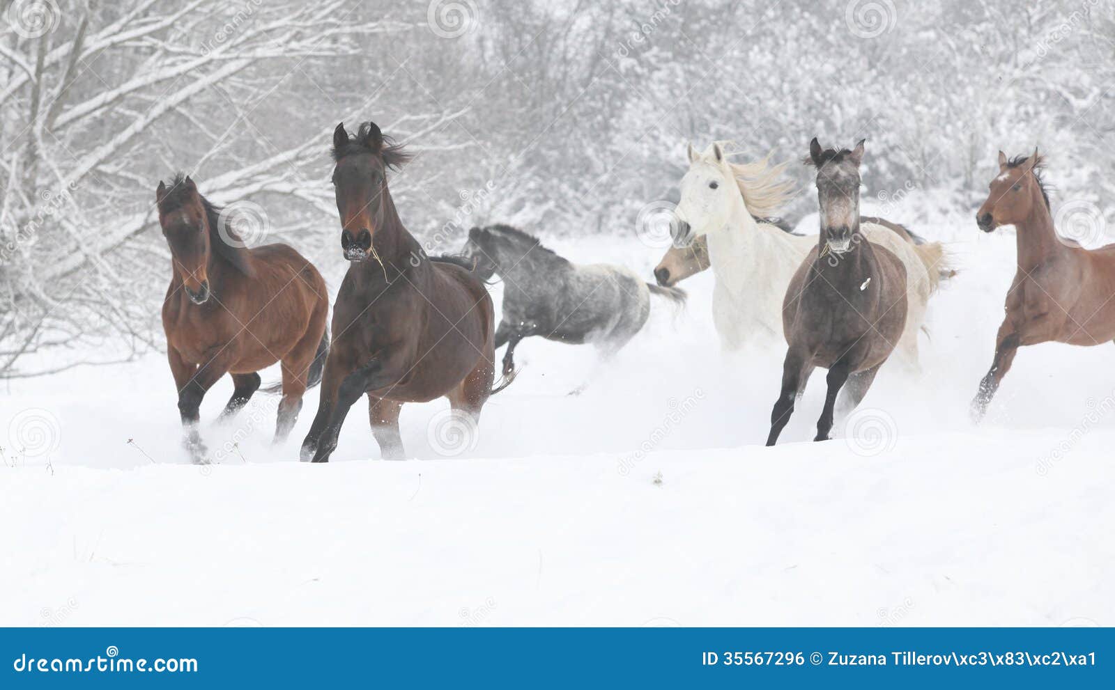 batch of horses running in winter