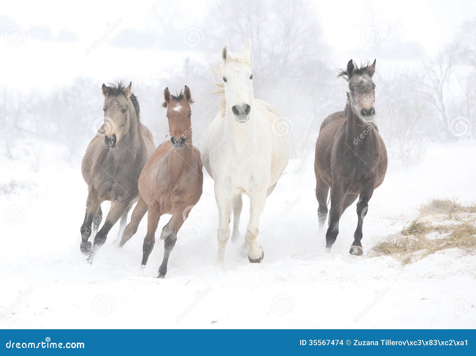 batch of horses running in winter